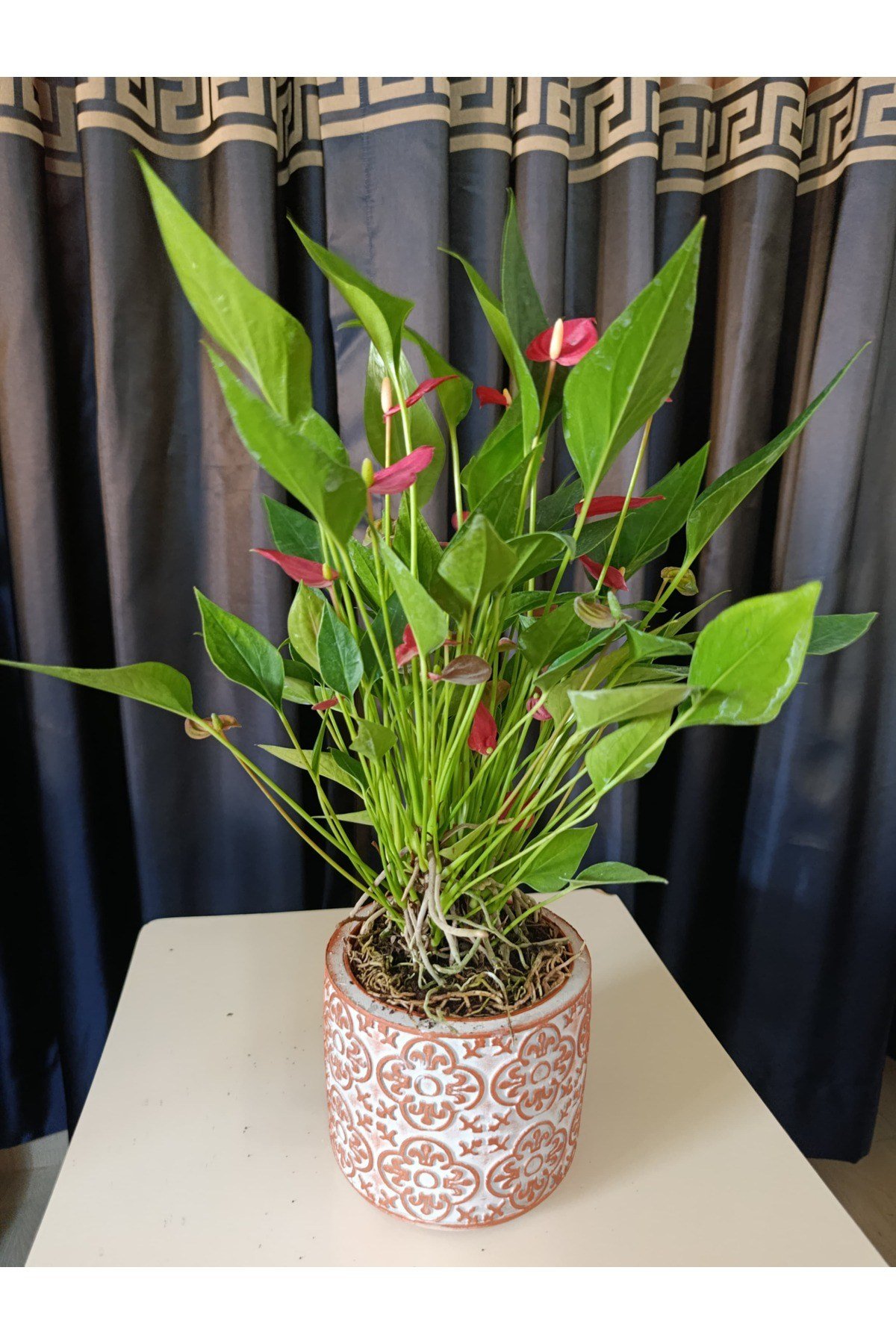 Çiçek Figürlü Taç saksıda Flamingo çiçeği