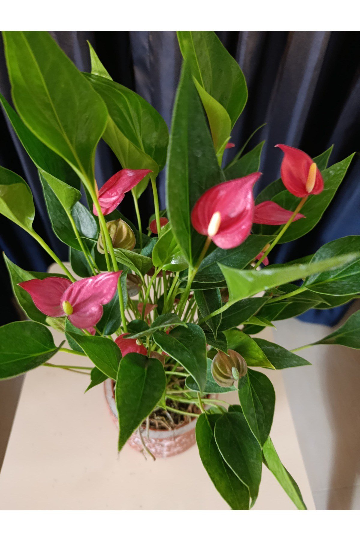 Çiçek Figürlü Taç saksıda Flamingo çiçeği