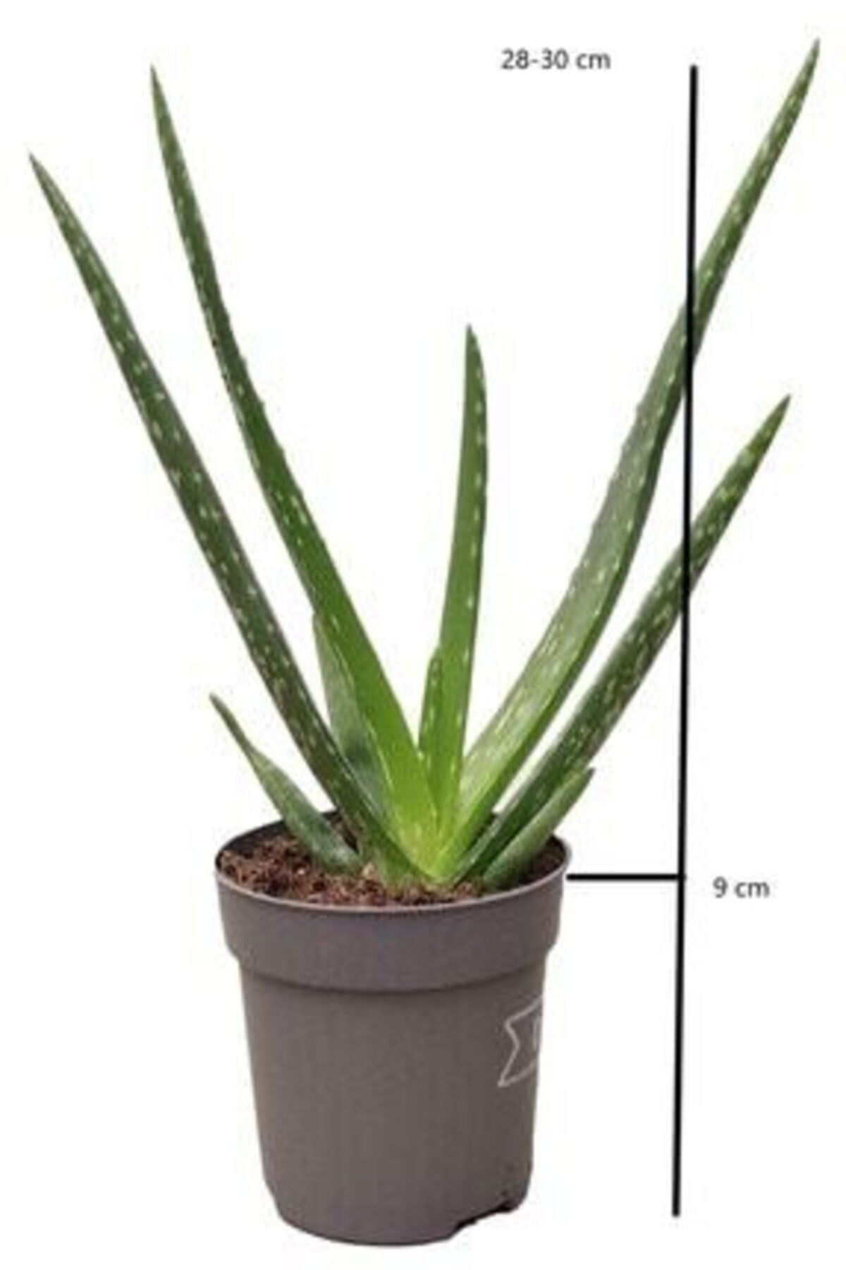 Çiçekçilik Aloe Vera Çiçeği Bitkisi