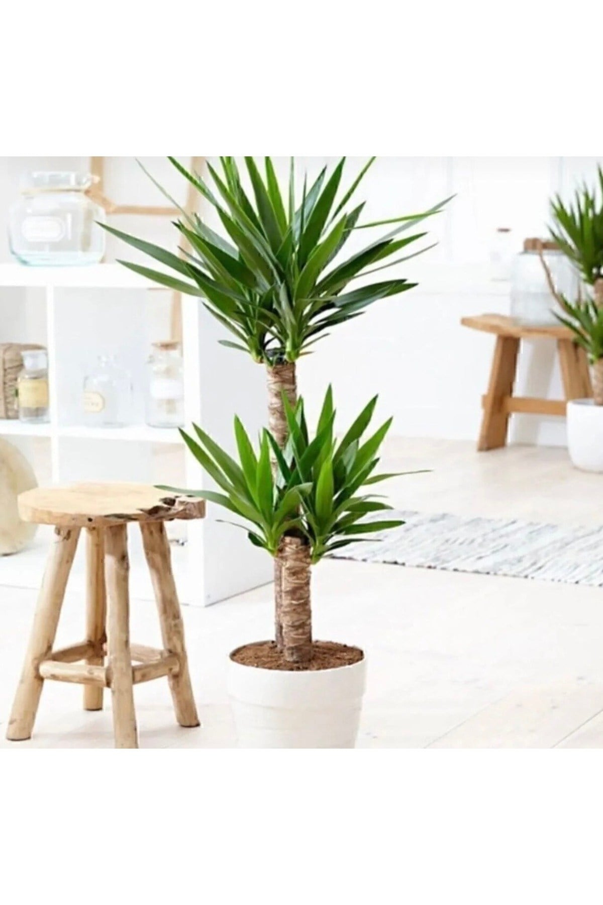 Çift köklü Yucca bitkisi canlı