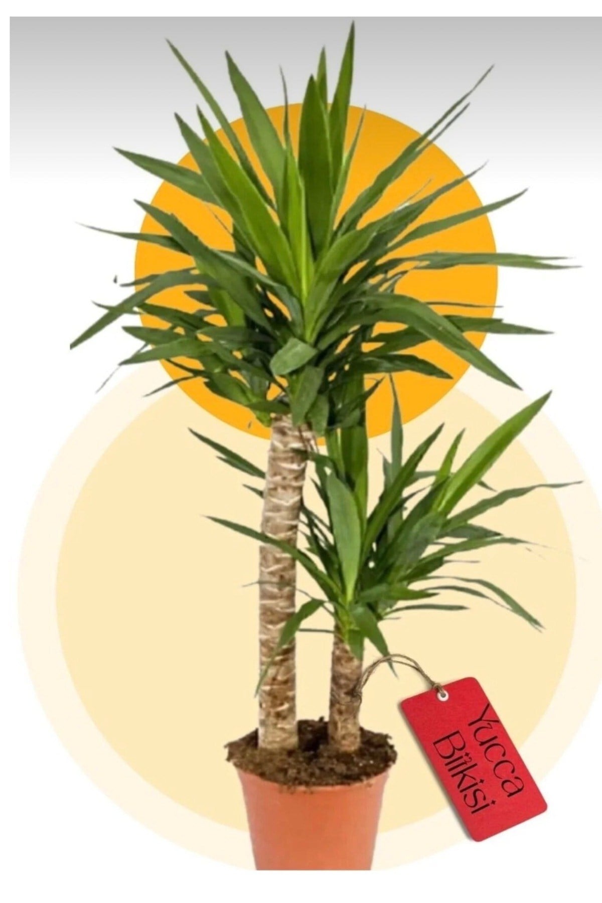 Çift köklü Yucca bitkisi canlı