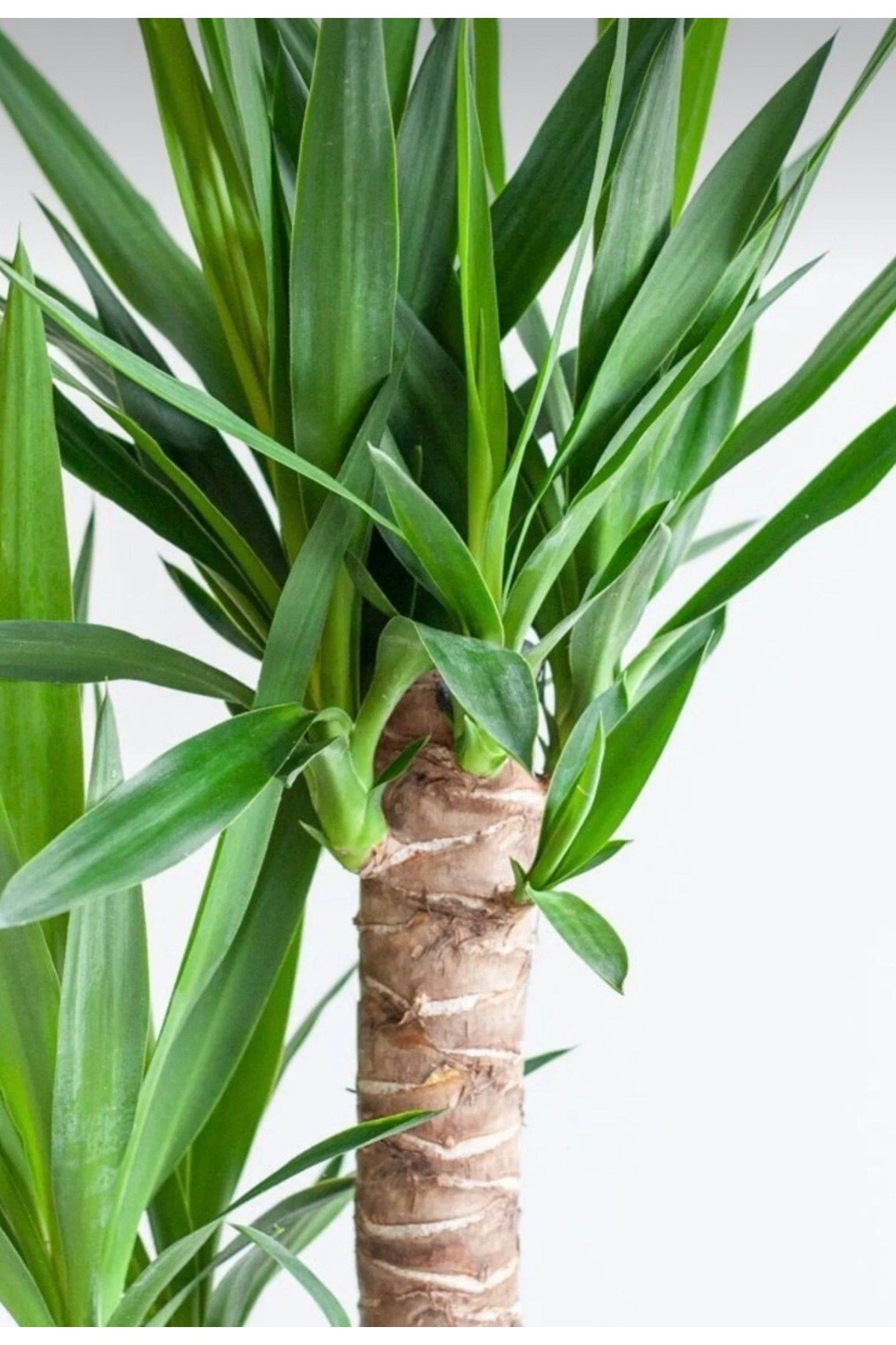 Çift köklü Yucca bitkisi canlı