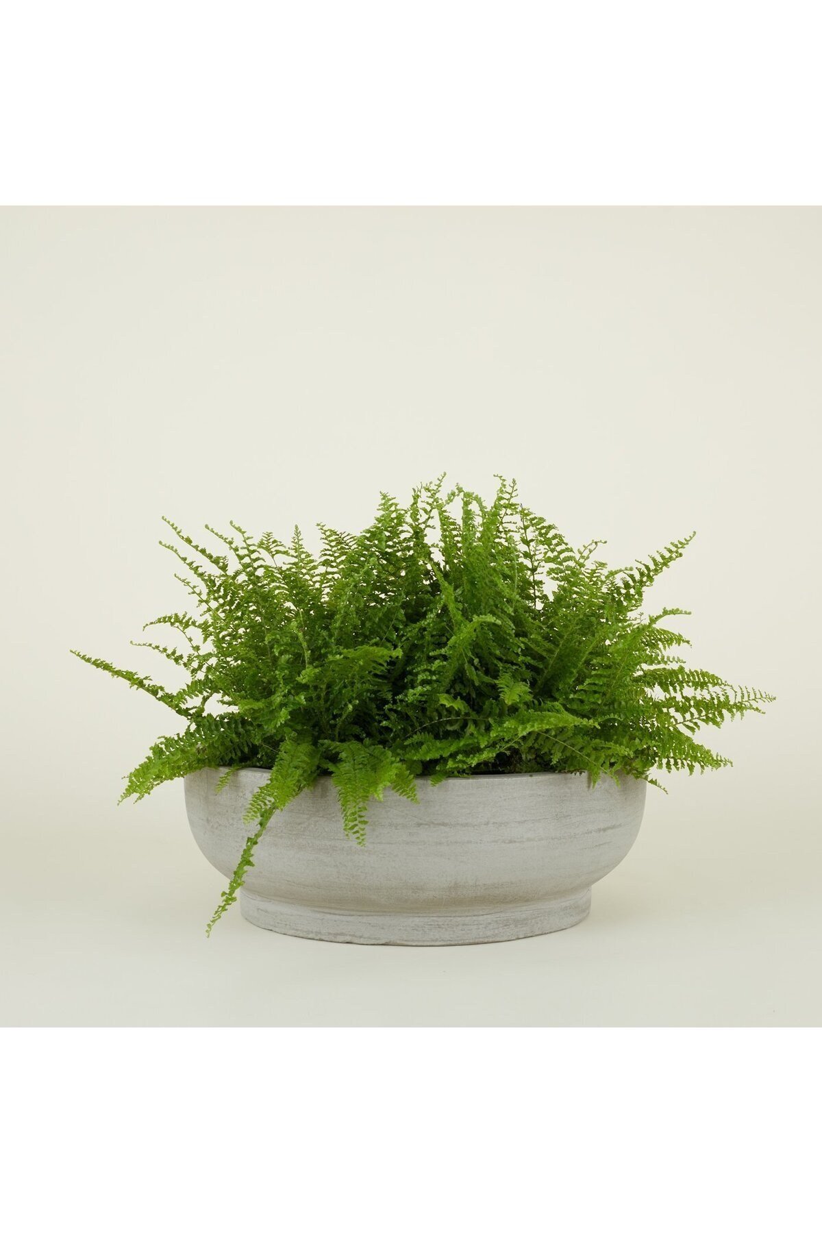 Çift Taban Bonsai, Orkide ve Aranjman Saksısı
