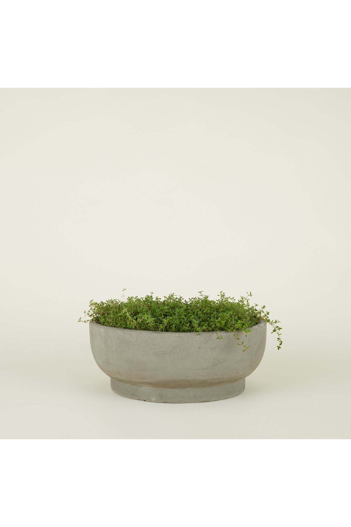 Çift Taban Bonsai, Orkide ve Aranjman Saksısı