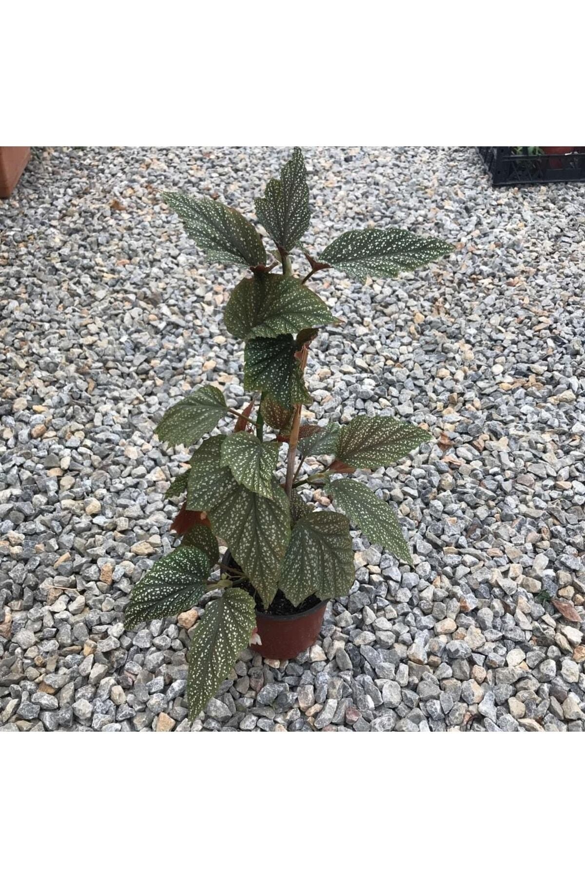 Çilli Begonya 14'lük Saksıda Canlı Çiçek