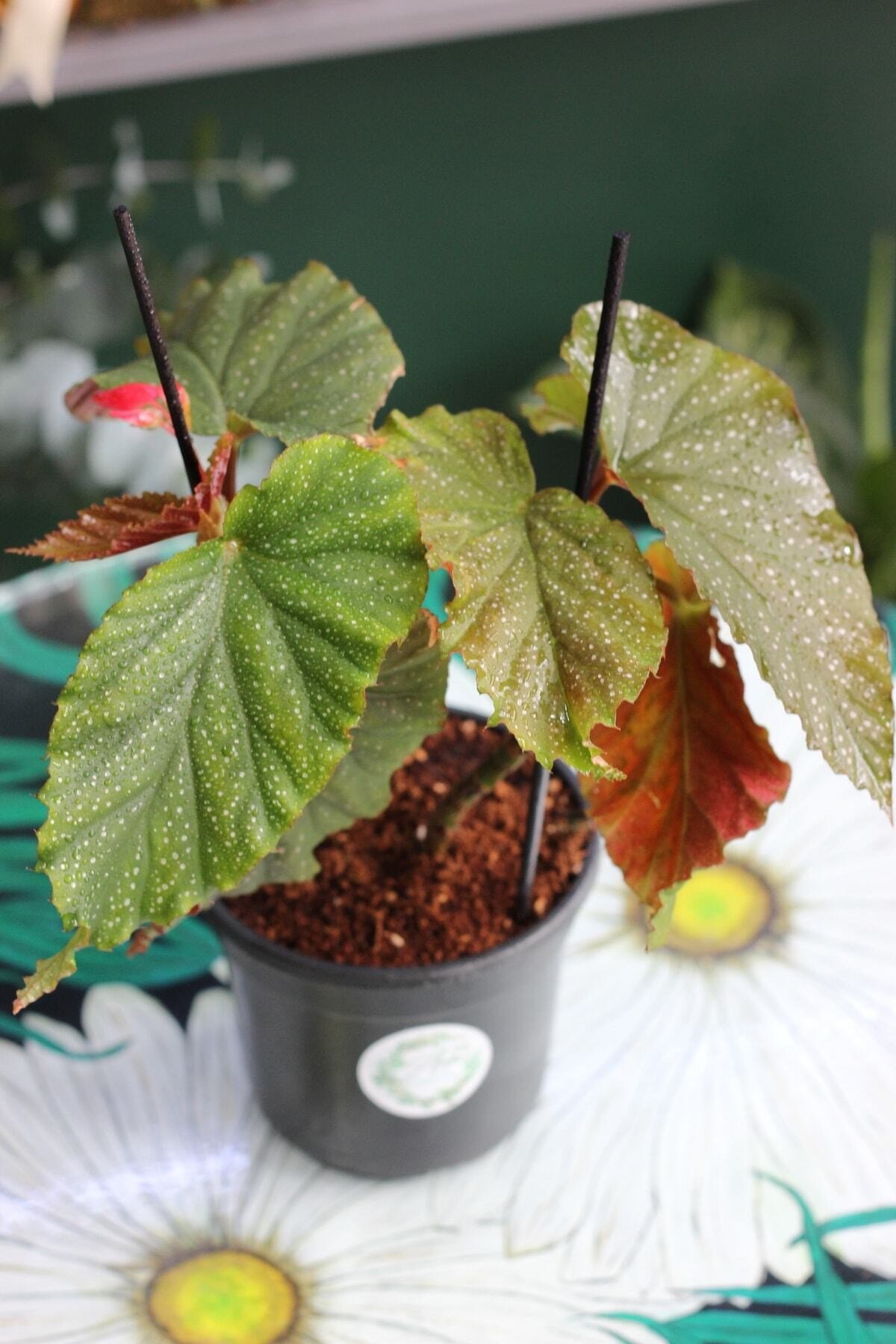 Çilli Begonya - Begonia