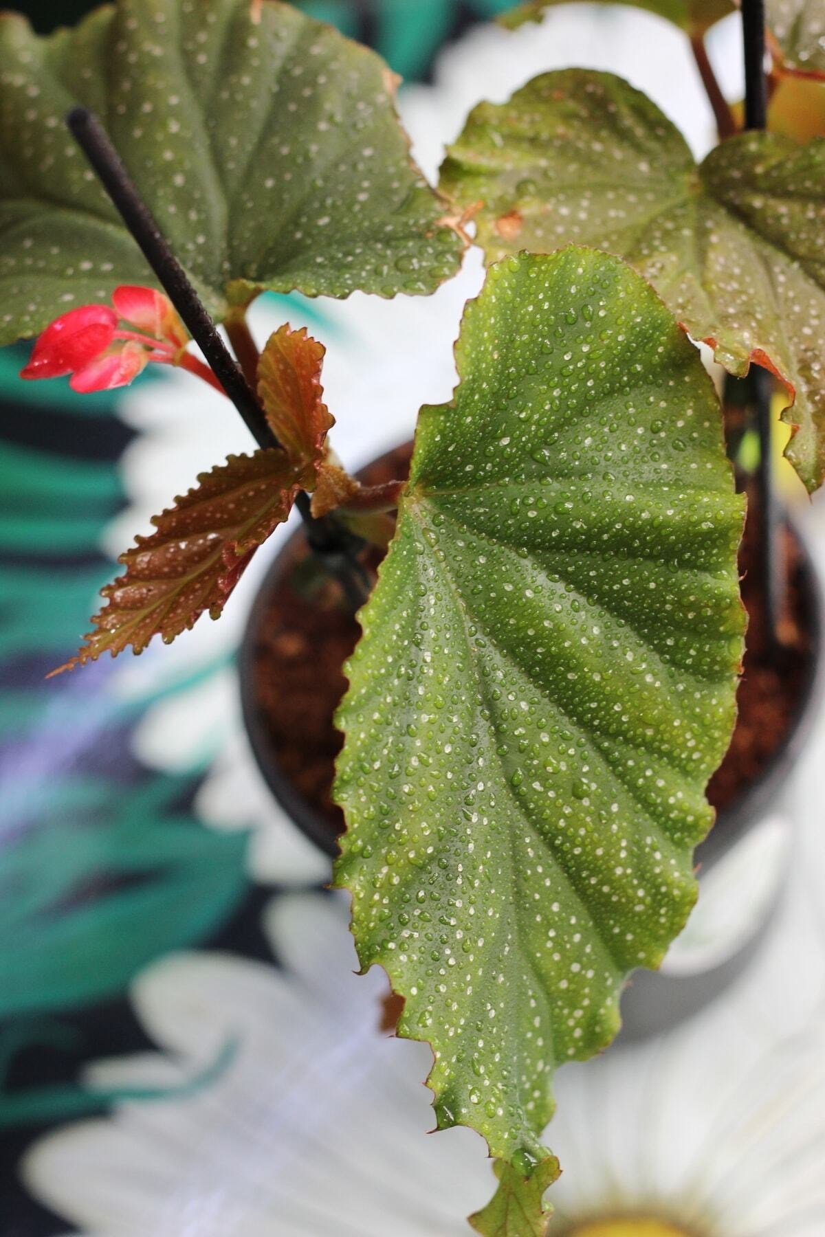 Çilli Begonya - Begonia