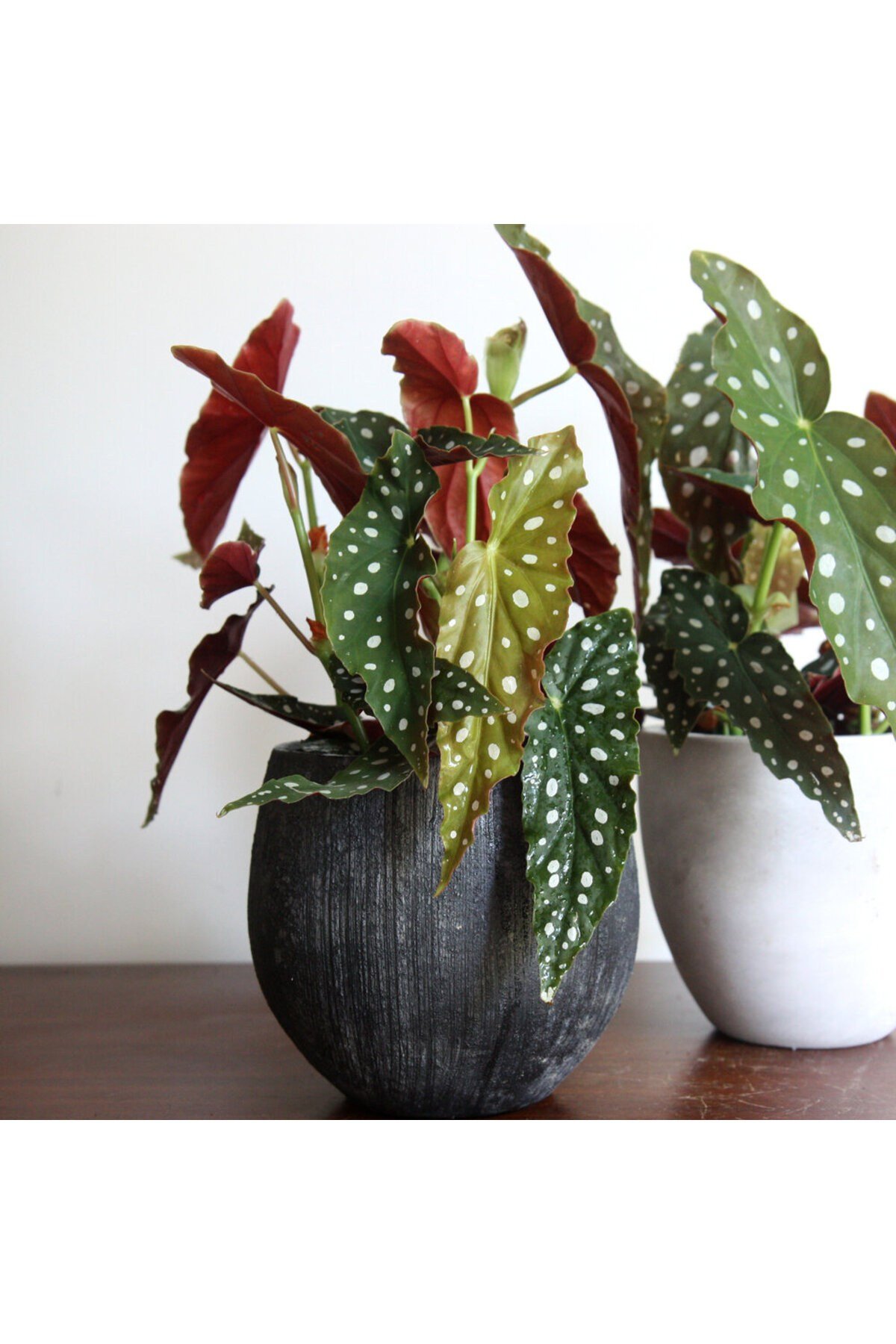 Çilli Begonya – Begonia Maculata
