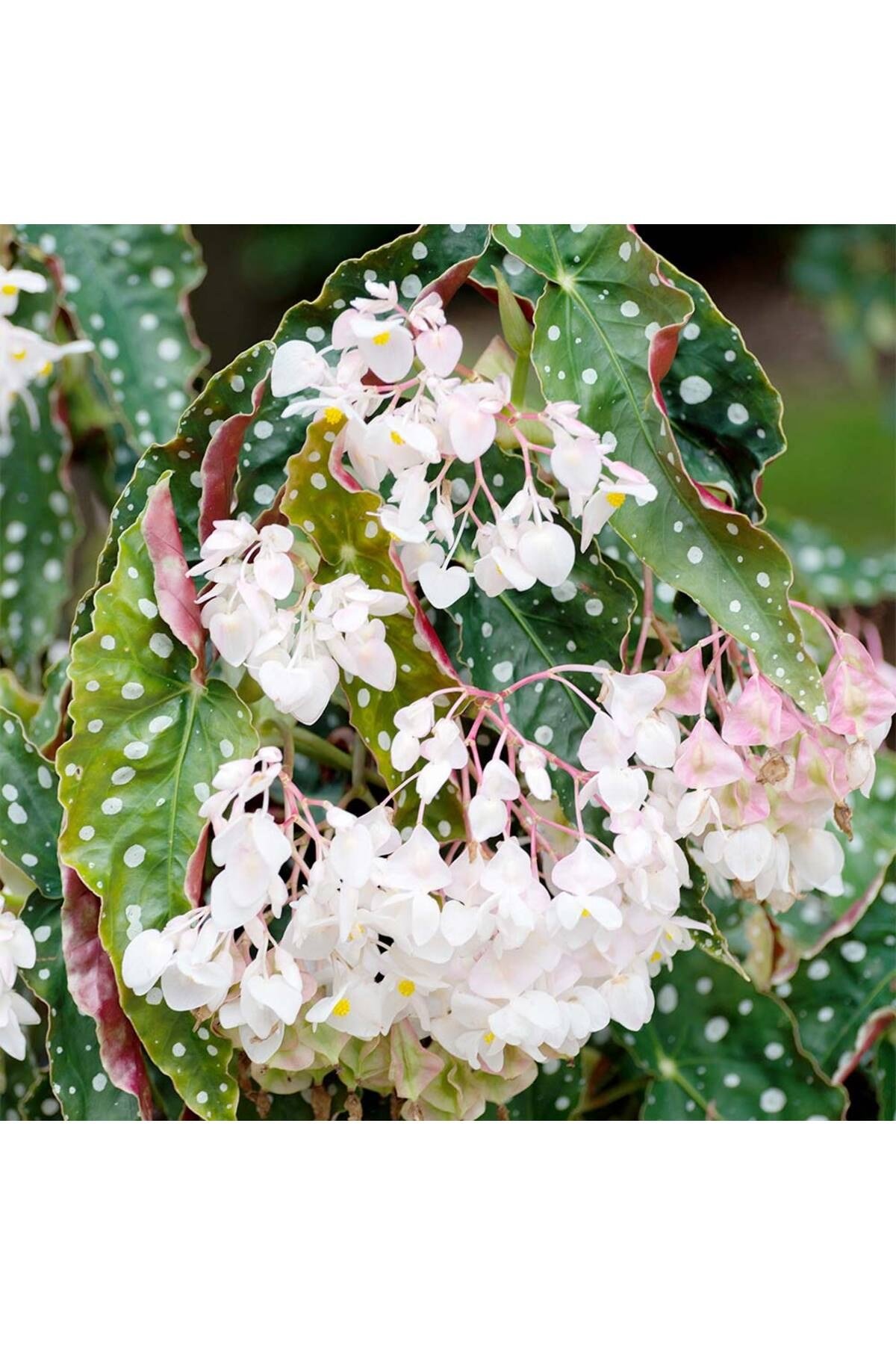 Çilli Begonya – Begonia Maculata