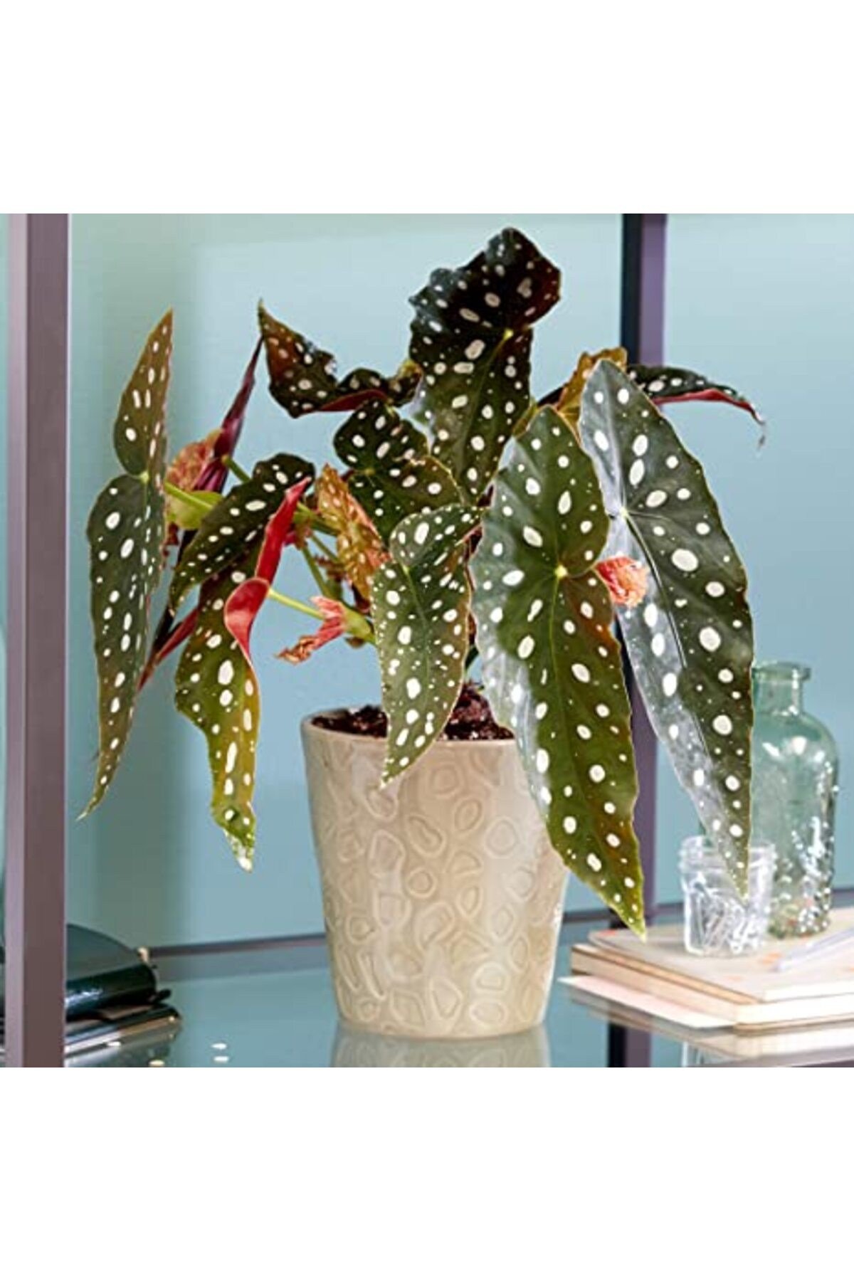 Çilli Begonya – Begonia Maculata