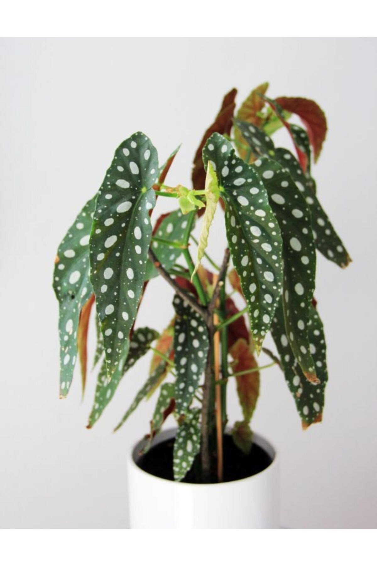 Çilli Begonya – Begonia Maculata