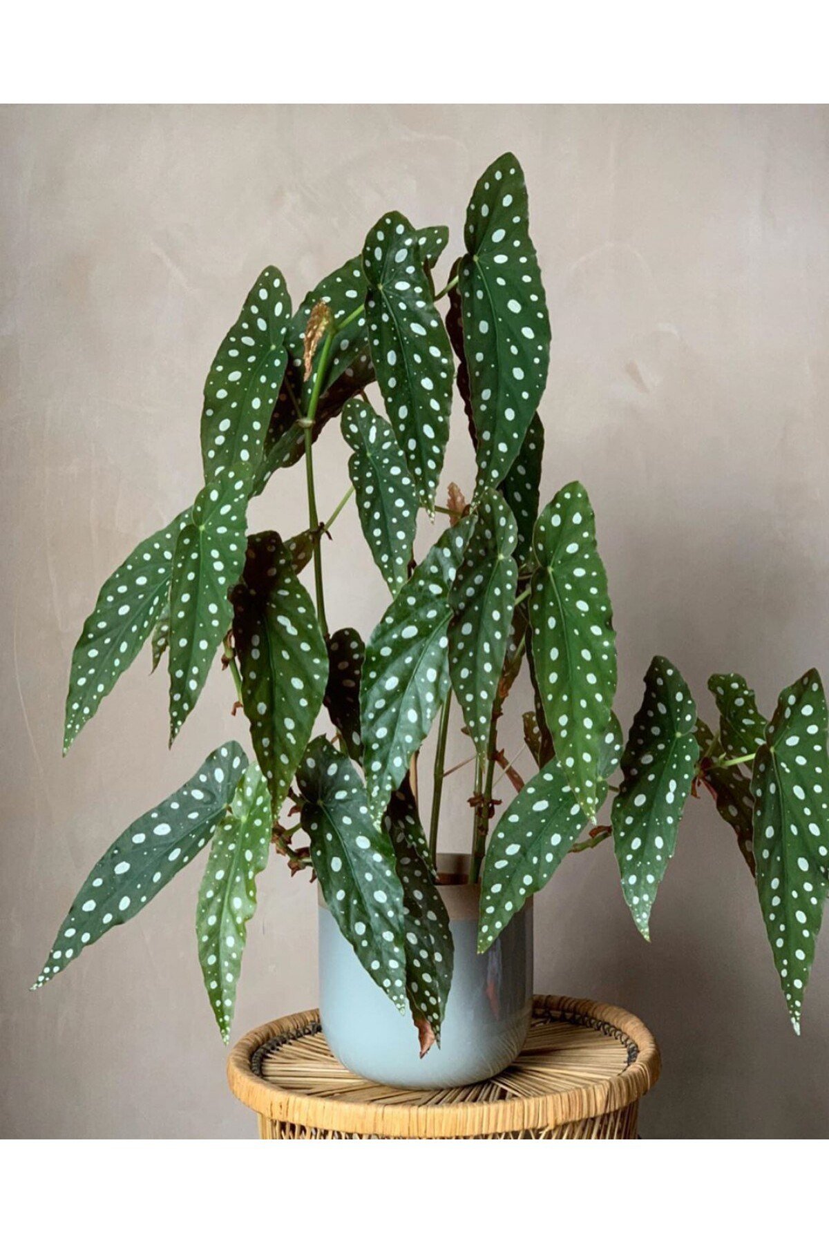 Çilli Begonya – Begonia Maculata