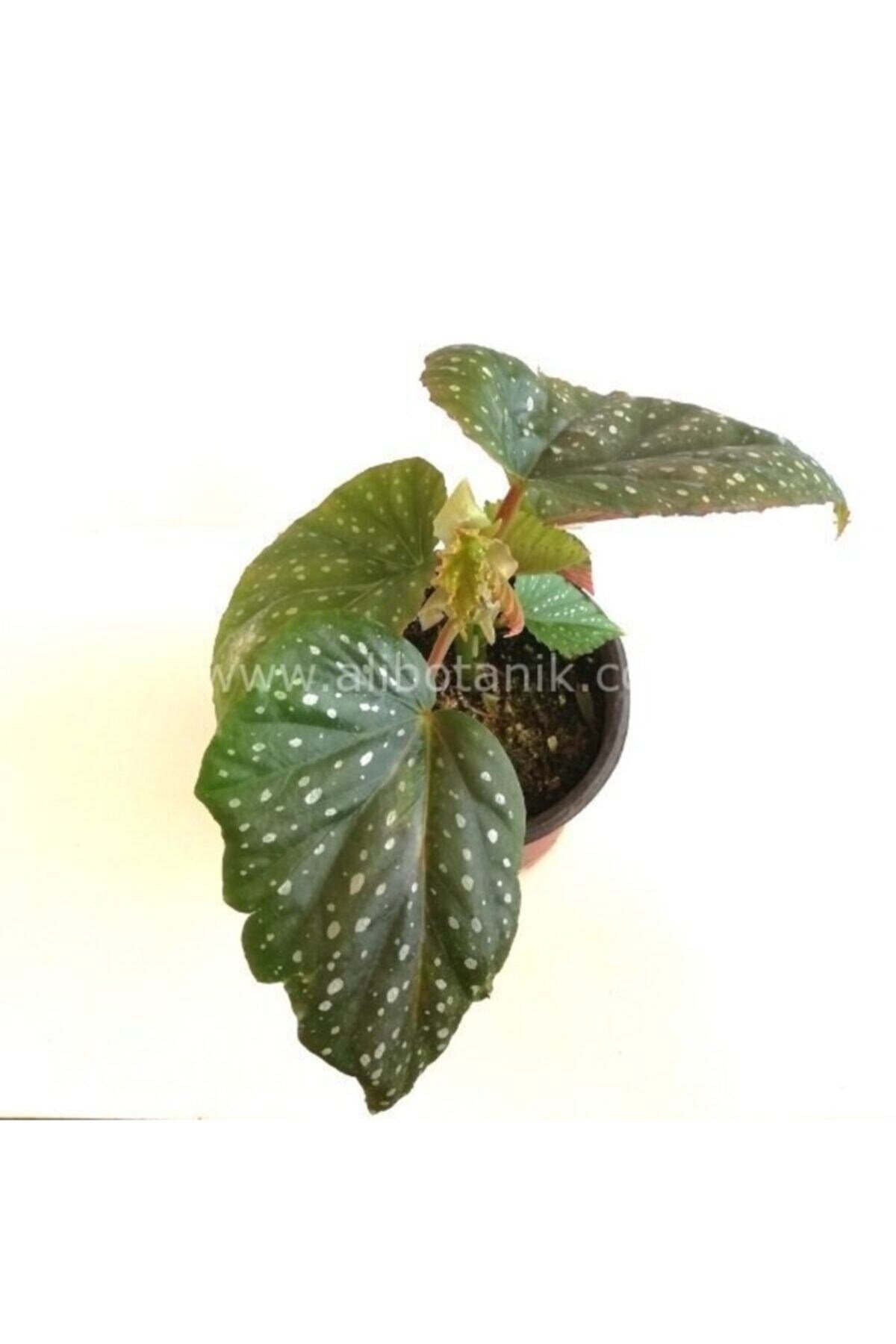 Çilli Begonya Çiçeği 25 Cm Begonia Aconitifolia Melek Kanadı