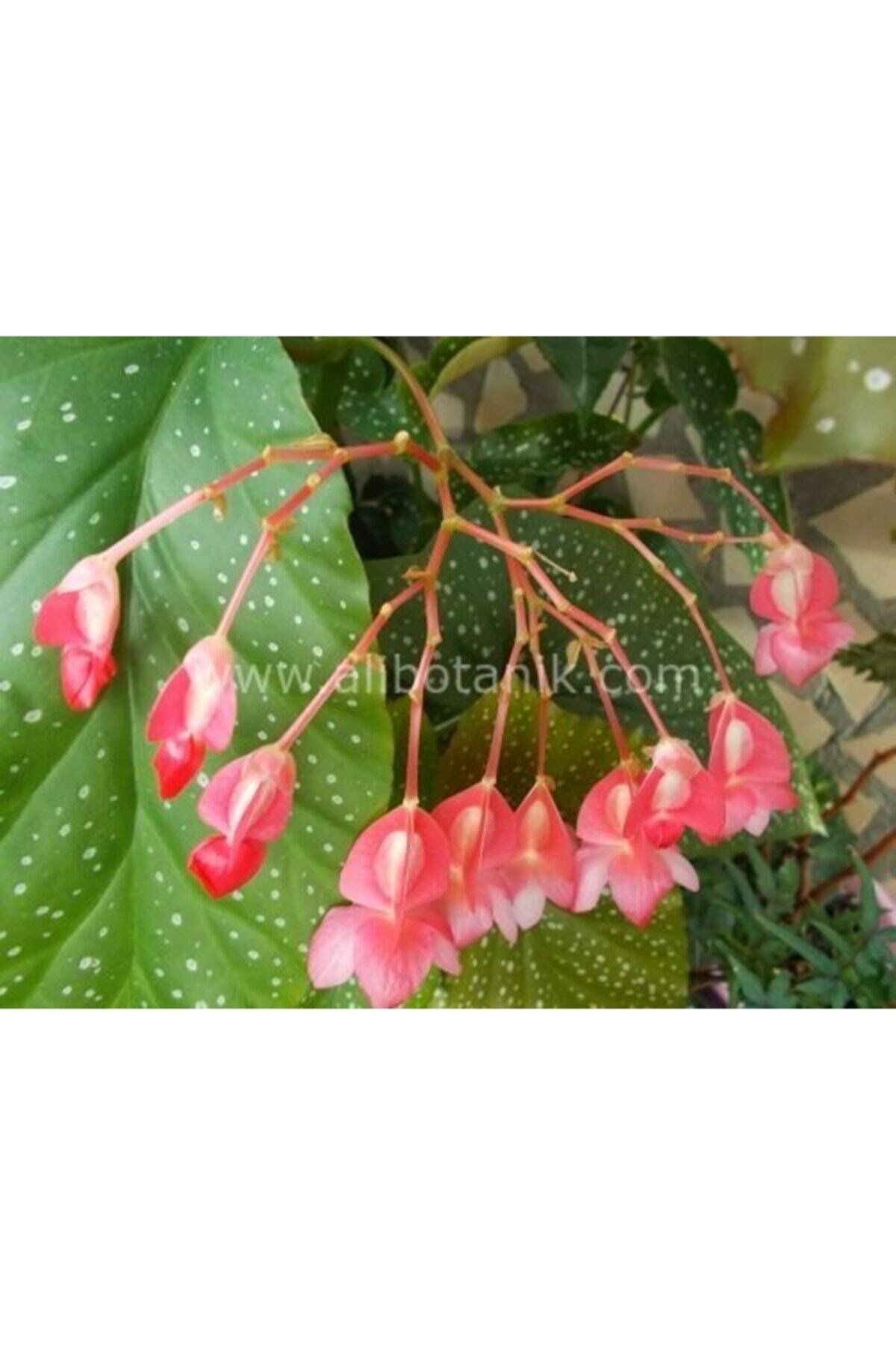 Çilli Begonya Çiçeği 25 Cm Begonia Aconitifolia Melek Kanadı