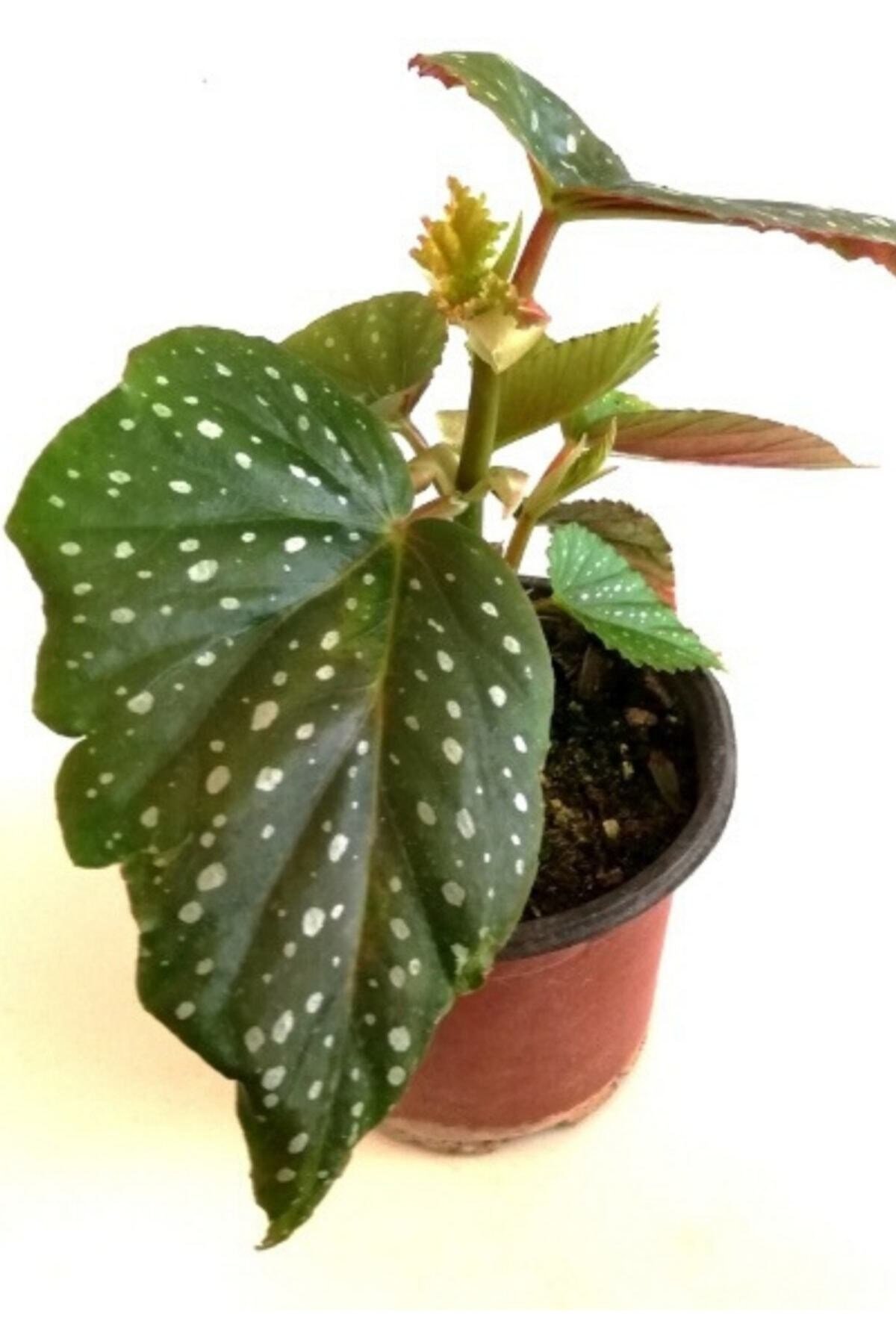 Çilli Begonya Çiçeği Begonia Aconitifolia Melek Kanadı 15 - 20 cm Saksılı