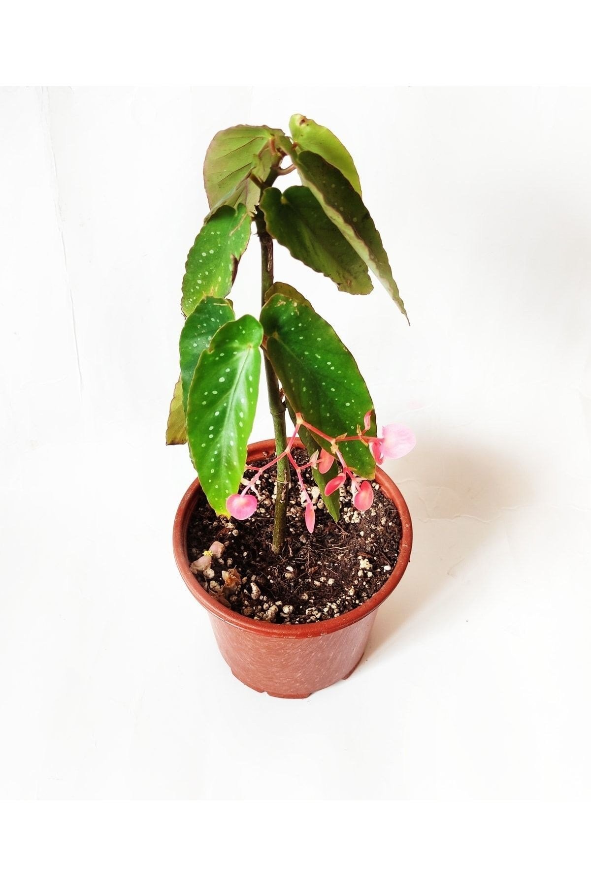 Çilli Begonya Çiçeği Fidanı 10-20 cm