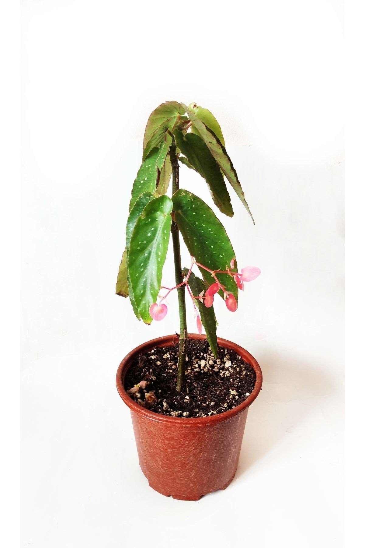 Çilli Begonya Çiçeği Fidanı 10-20 cm