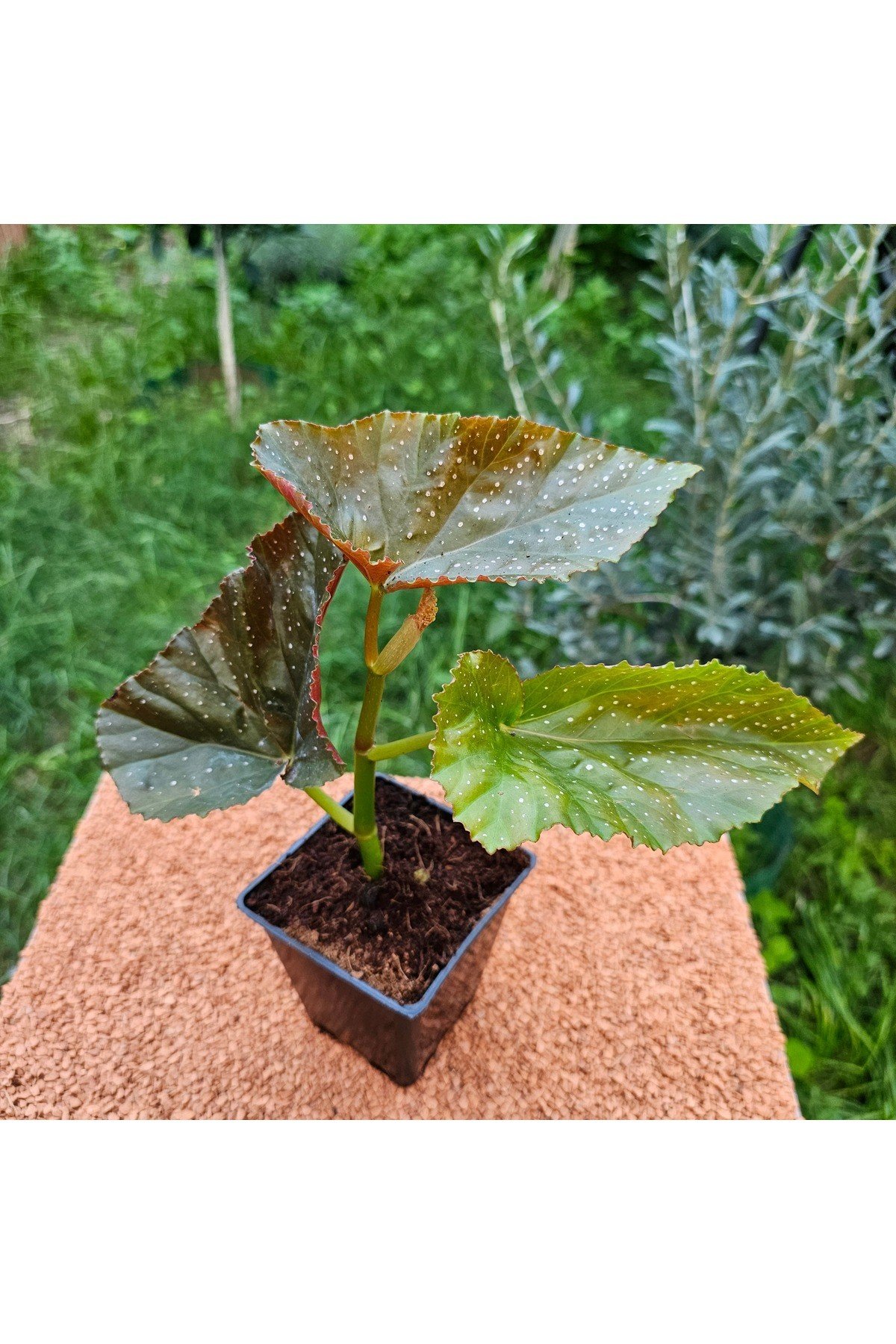 Çilli Begonya Oval Kenar 15 - 20 cm 9 luk Saksıda