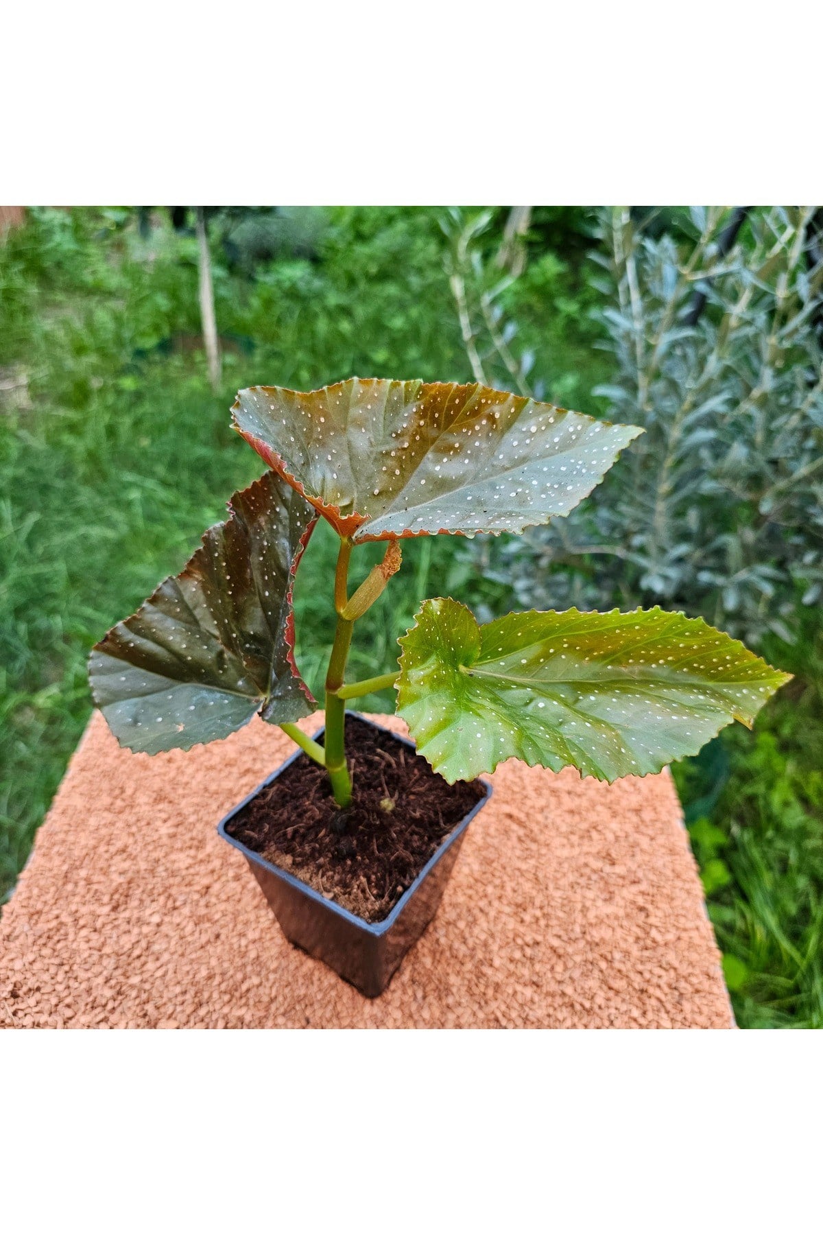 Çilli Begonya Oval Kenar 15 - 20 cm 9 luk Saksıda