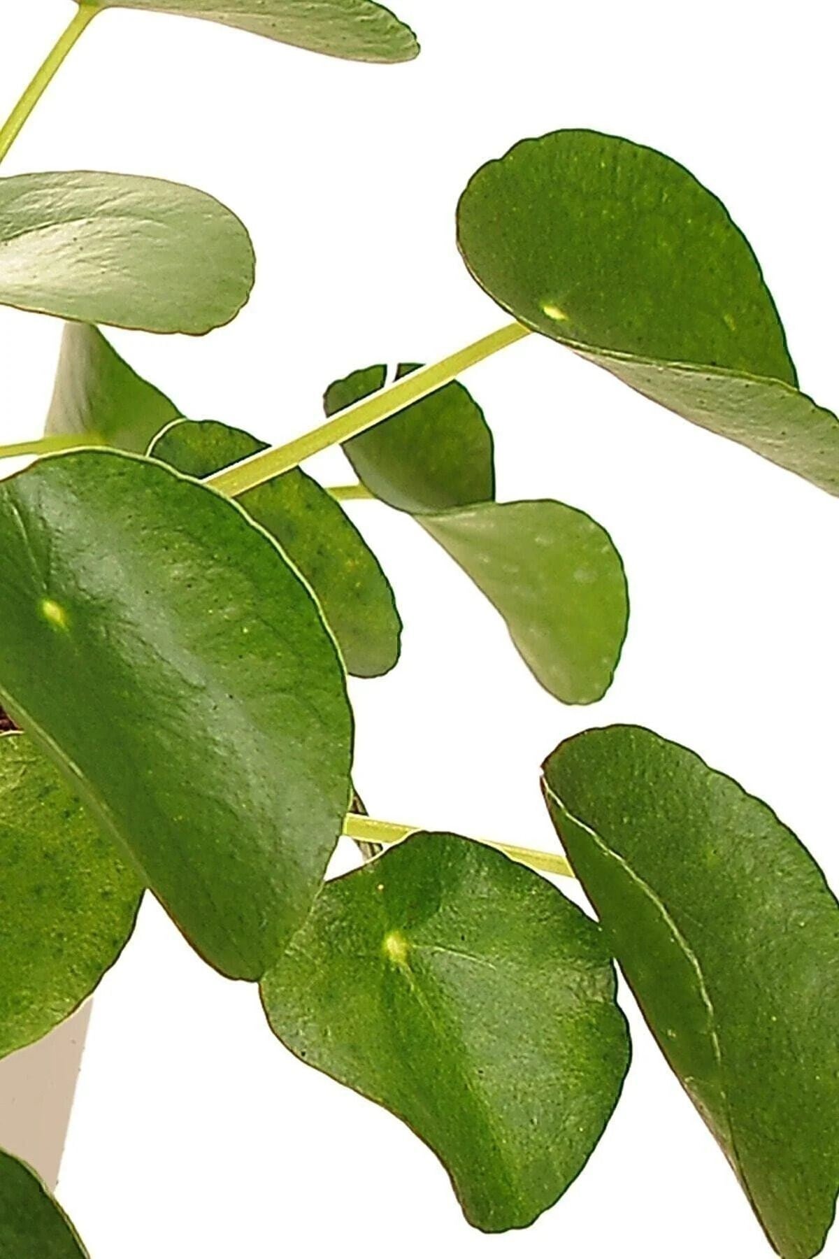 Çin Para Ağacı Pilea Peperomioides 10-20 Cm