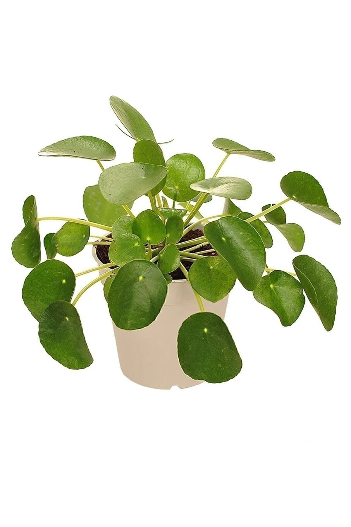 Çin Para Ağacı Pilea Peperomioides 10-20 Cm