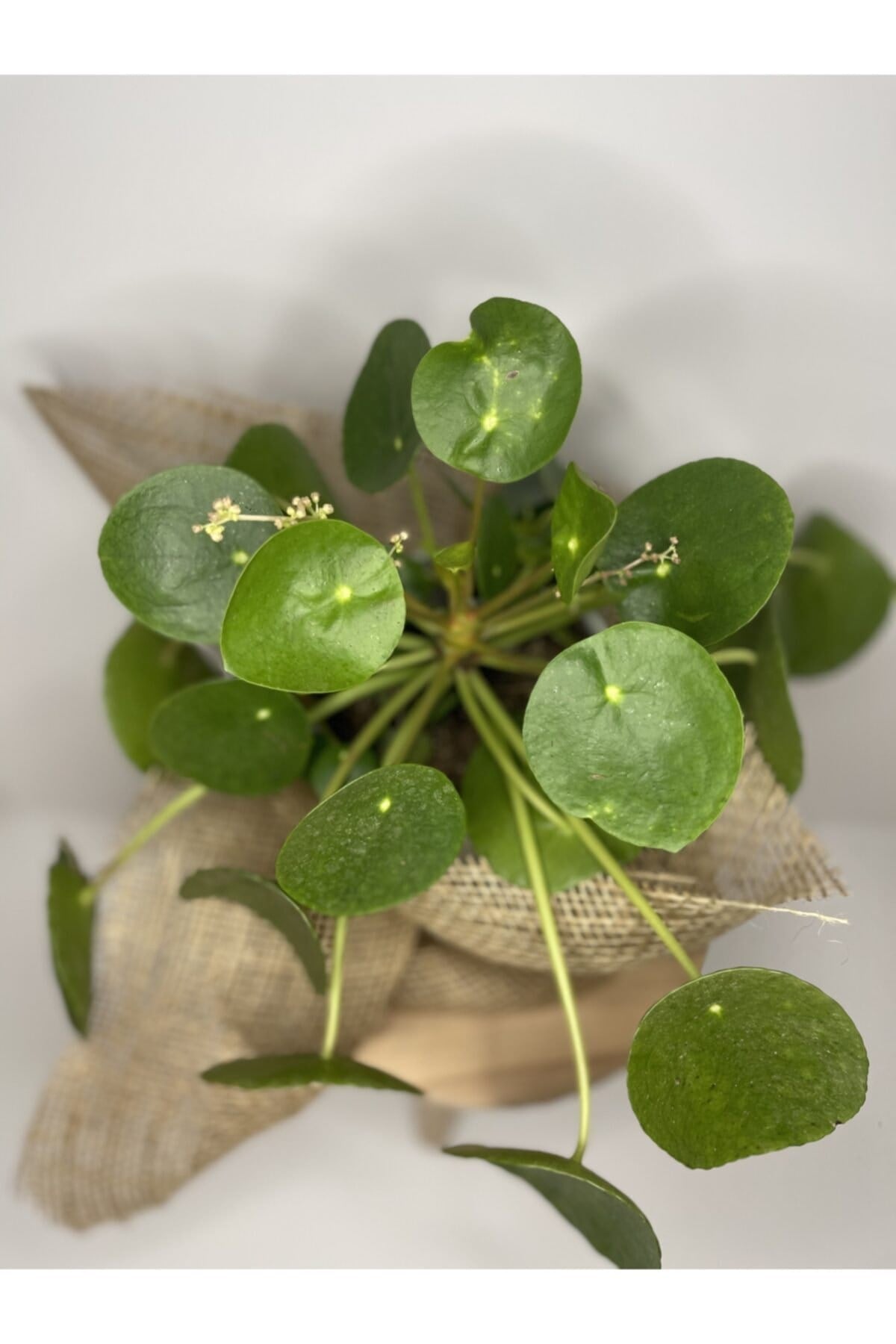 Çin Para Bitkisi - Pilea Peperomioides