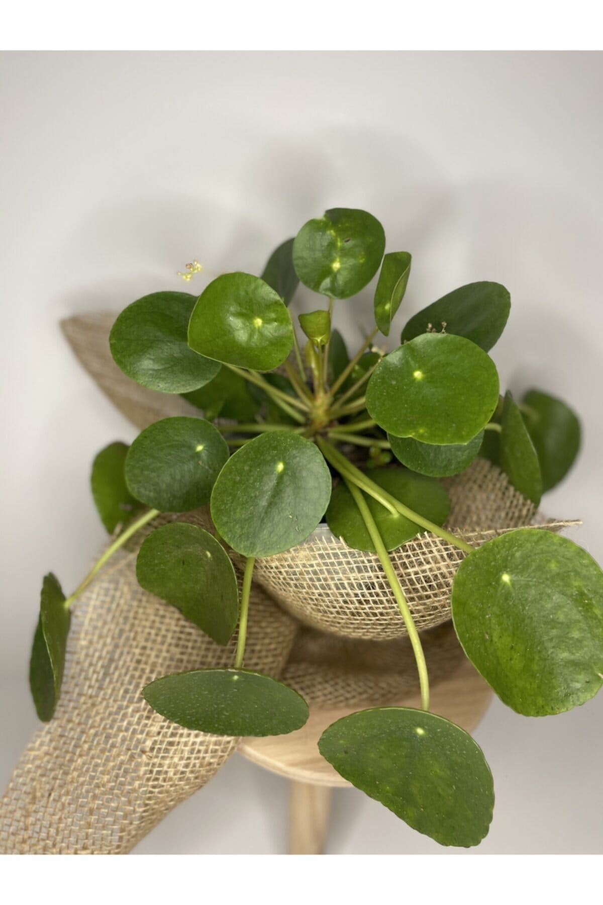 Çin Para Bitkisi - Pilea Peperomioides