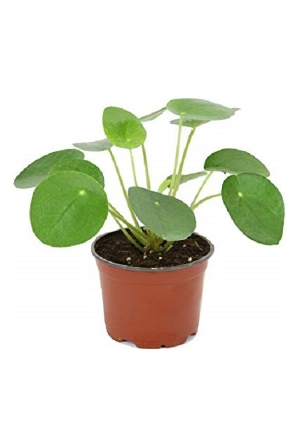 Çin Para Çiçeği Fidanı (PİLEA PEPEROMİOİDES) 10-20 Cm