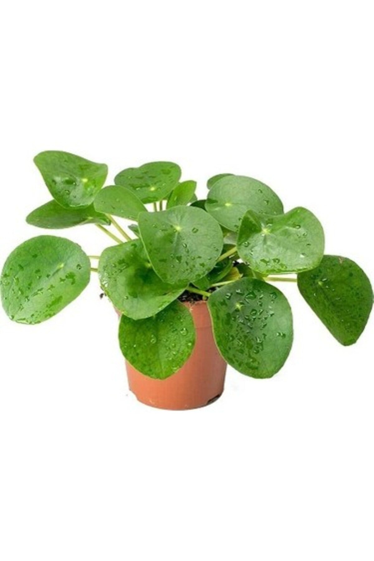Çin Para Çiçeği Fidanı (PİLEA PEPEROMİOİDES) 10-20 Cm