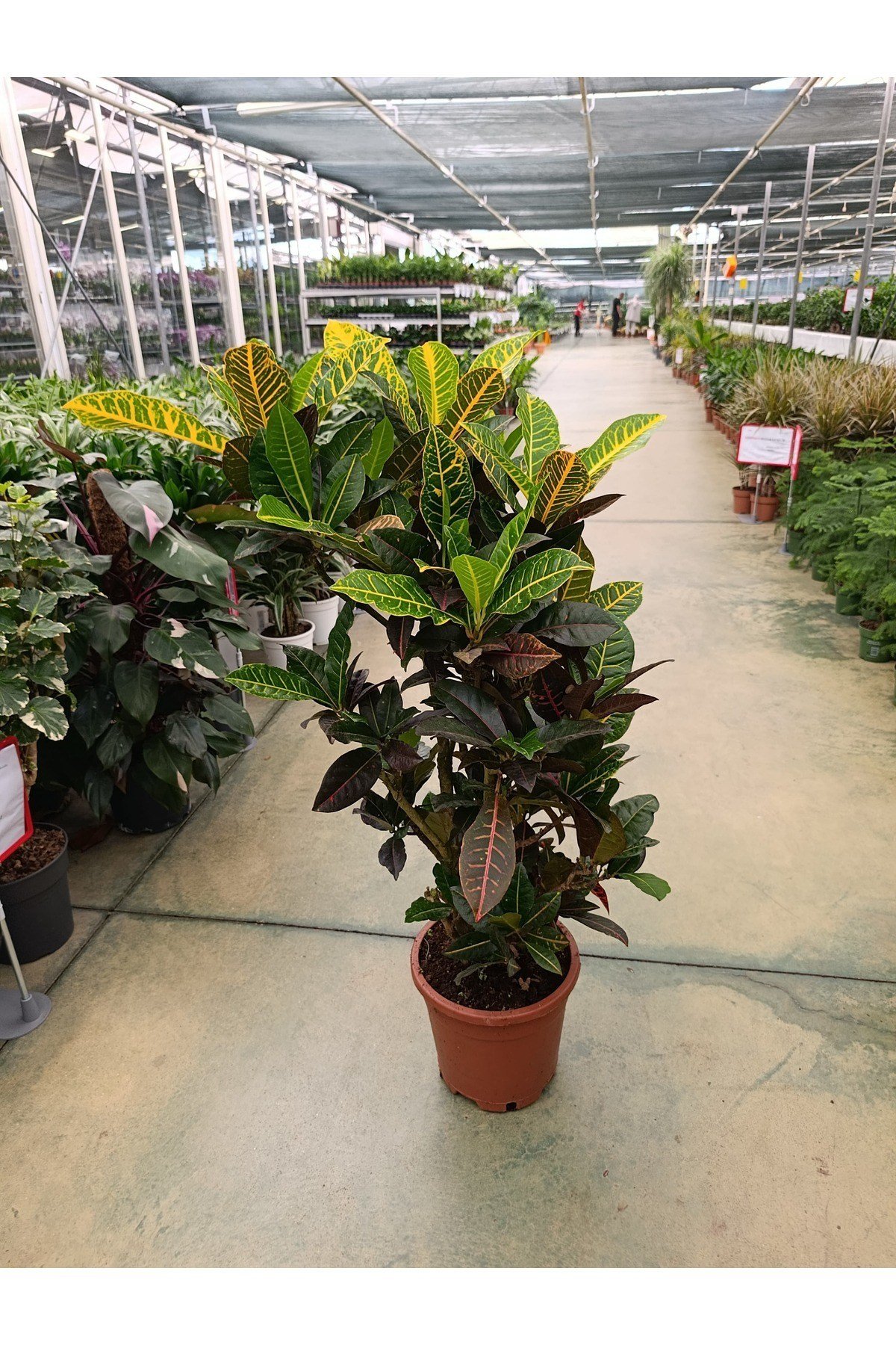 Codiaeum Croton Petra- Croton Petra - Kroton (Kraton) Bitkisi