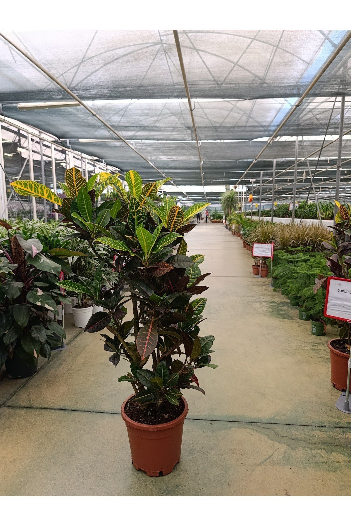 Codiaeum Croton Petra- Croton Petra - Kroton (Kraton) Bitkisi
