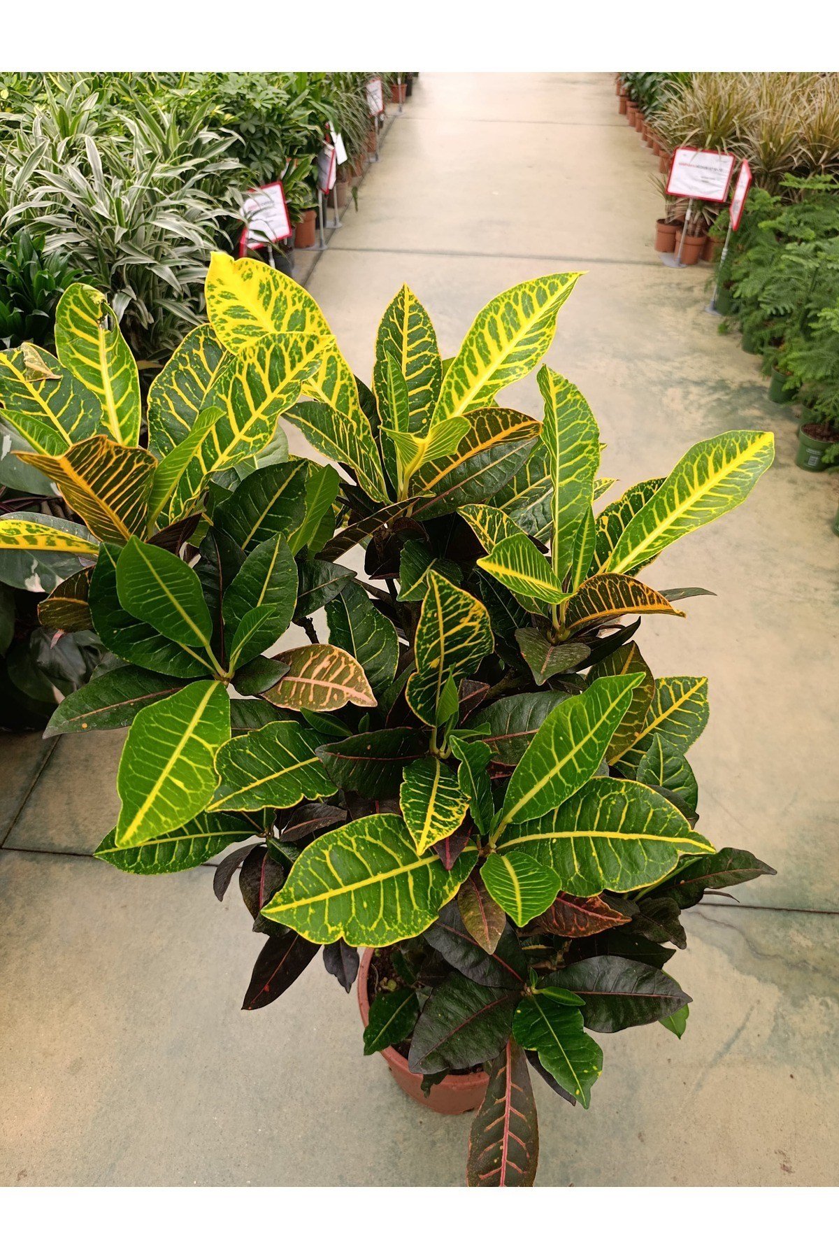 Codiaeum Croton Petra- Croton Petra - Kroton (Kraton) Bitkisi