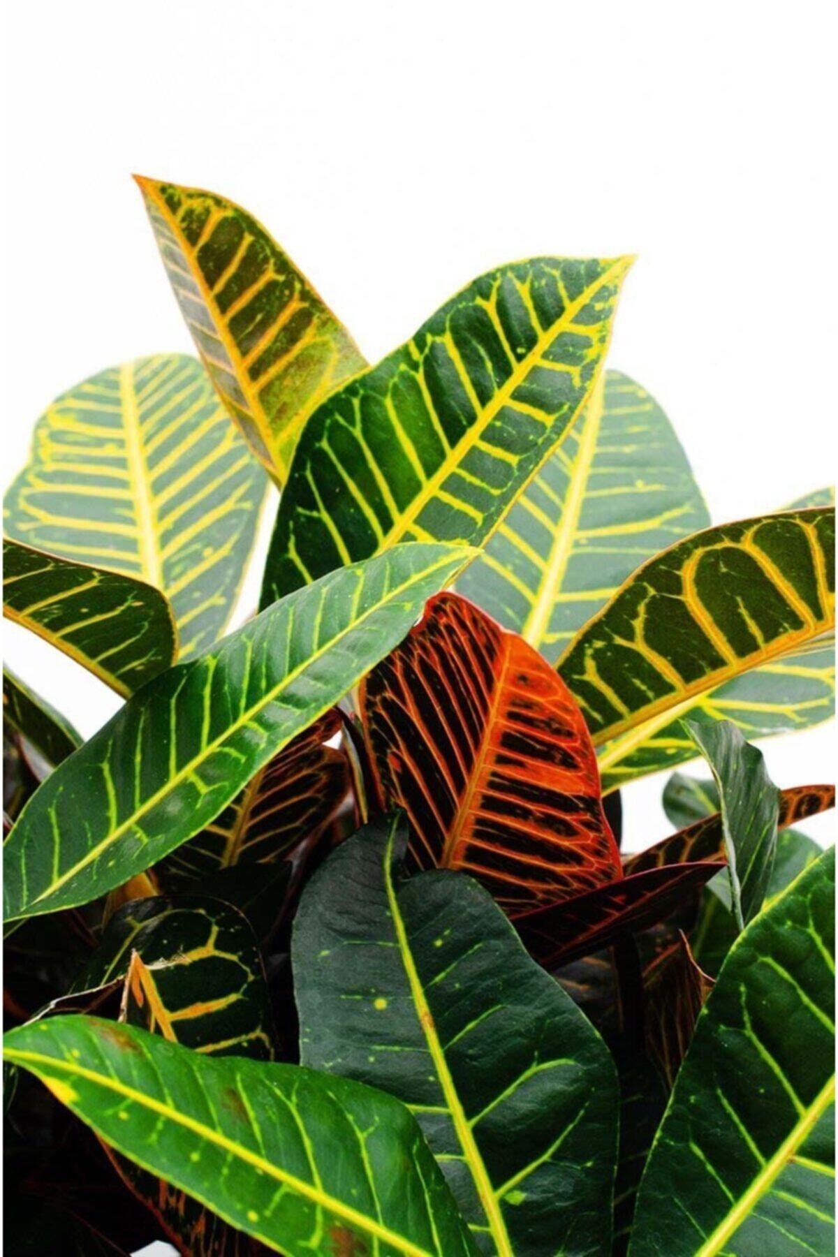 Codiaeum Petra - Kraton Çiçeği - Ev Ofis Salon Iç Mekan Bitkisi - 40 Cm