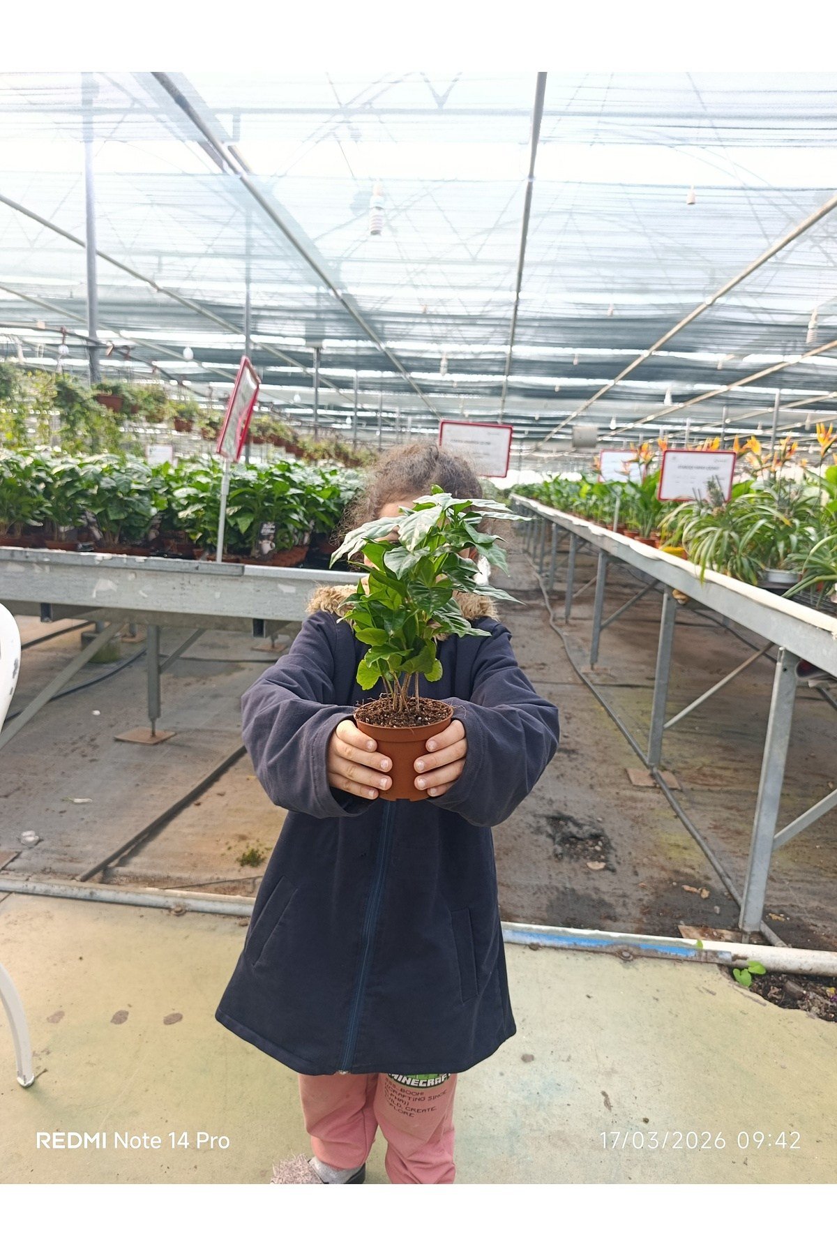 Coffea Arabica Kahve Fidanı - Bol Köklü Ev Tipi Kahve Ağacı - Hediyelik Canlı Saksı Bitkisi