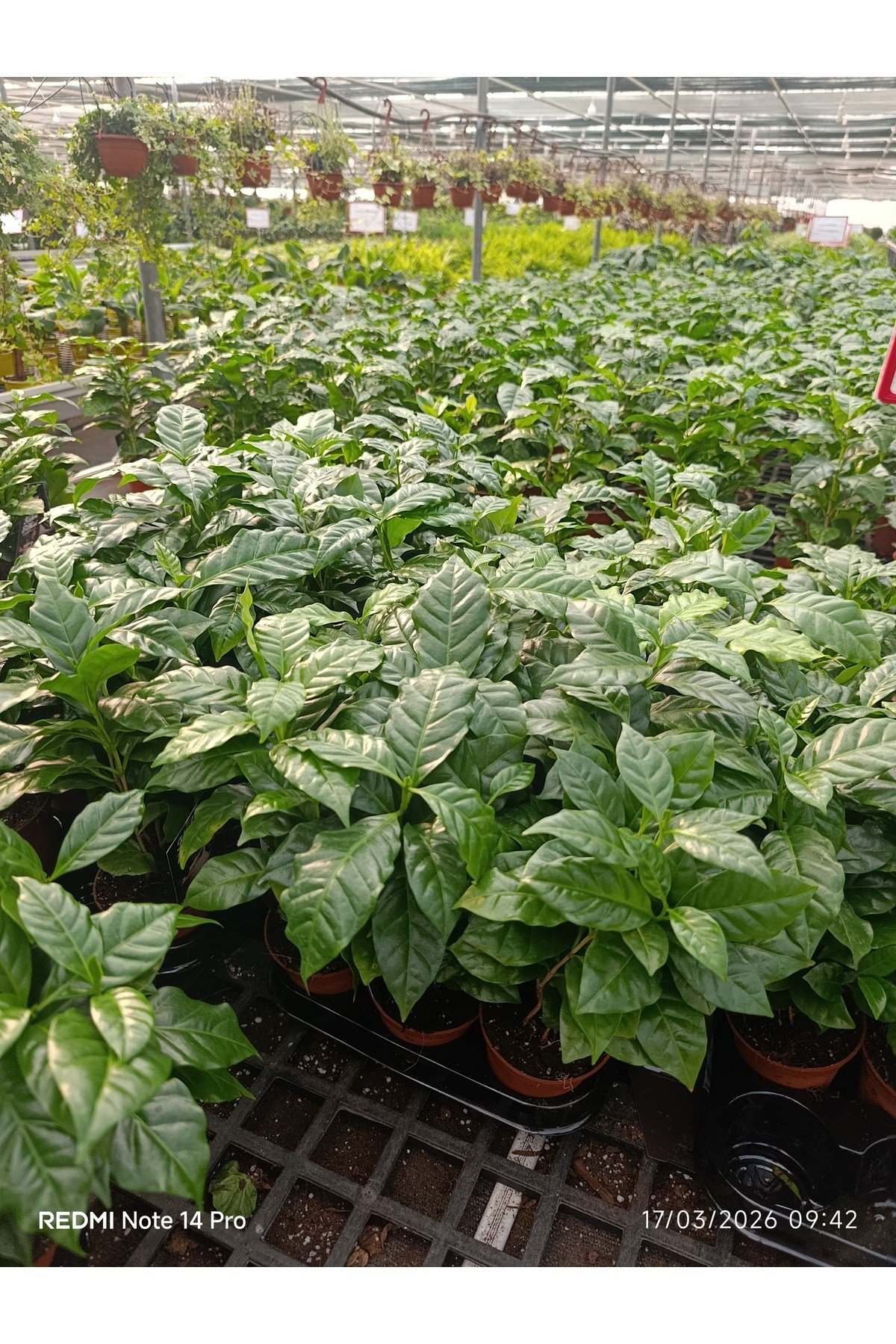 Coffea Arabica Kahve Fidanı - Bol Köklü Ev Tipi Kahve Ağacı - Hediyelik Canlı Saksı Bitkisi