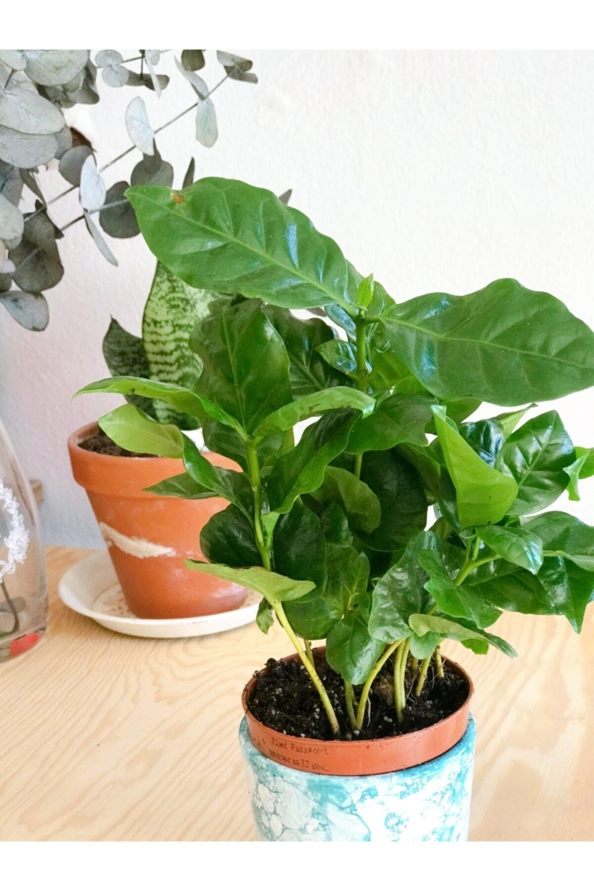 Coffea Arabica Yeşil Kahve Ağacı Çiçeği 15 Cm