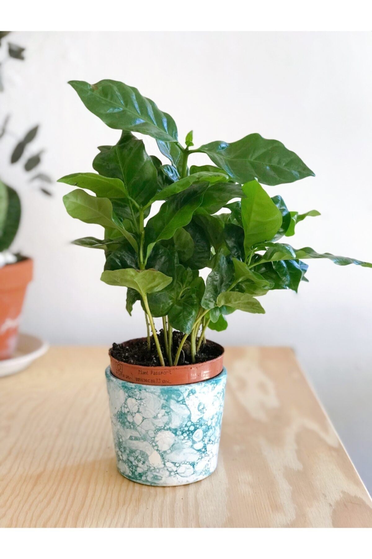 Coffea Arabica Yeşil Kahve Ağacı Çiçeği 15 Cm