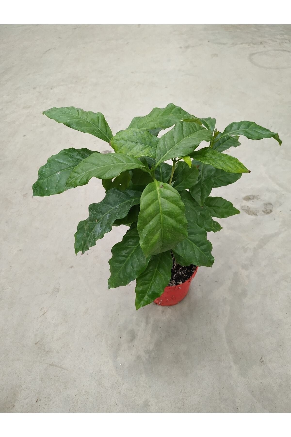 Coffee Arabica- Kahve Ağacı