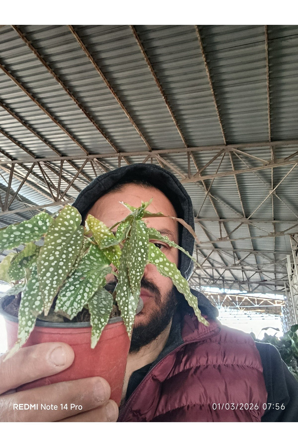 Çok Köklü Nadir Begonia Maculata Çilli Begonya - Özel Puantiyeli Yapraklar - İthal Form Canlı Çiçek