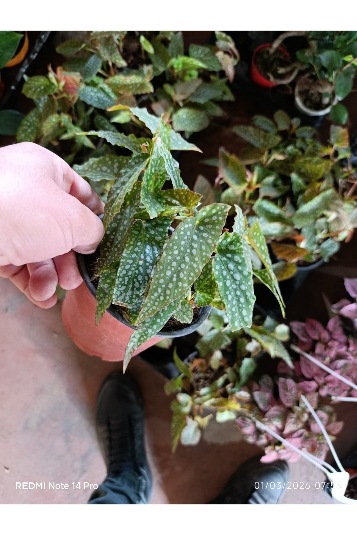 Çok Köklü Nadir Begonia Maculata Çilli Begonya - Özel Puantiyeli Yapraklar - İthal Form Canlı Çiçek