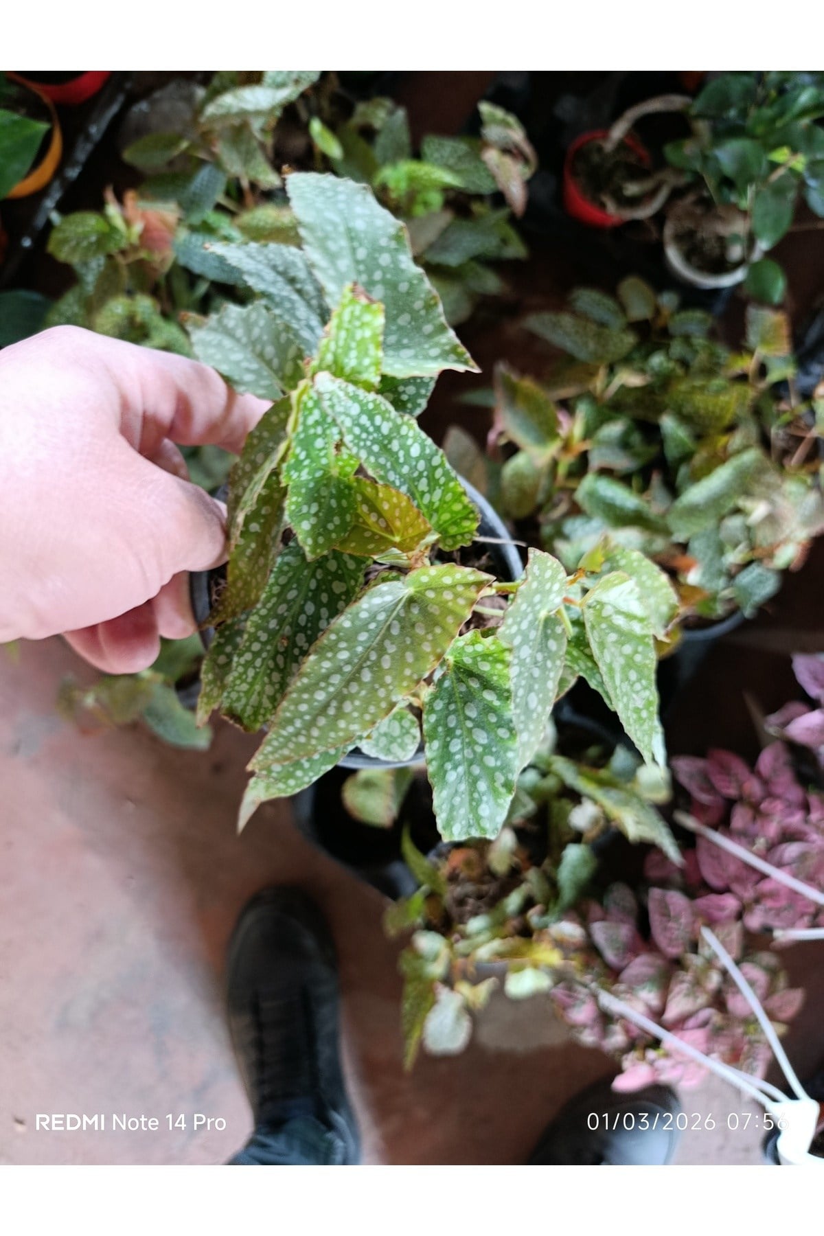 Çok Köklü Nadir Begonia Maculata Çilli Begonya - Özel Puantiyeli Yapraklar - İthal Form Canlı Çiçek