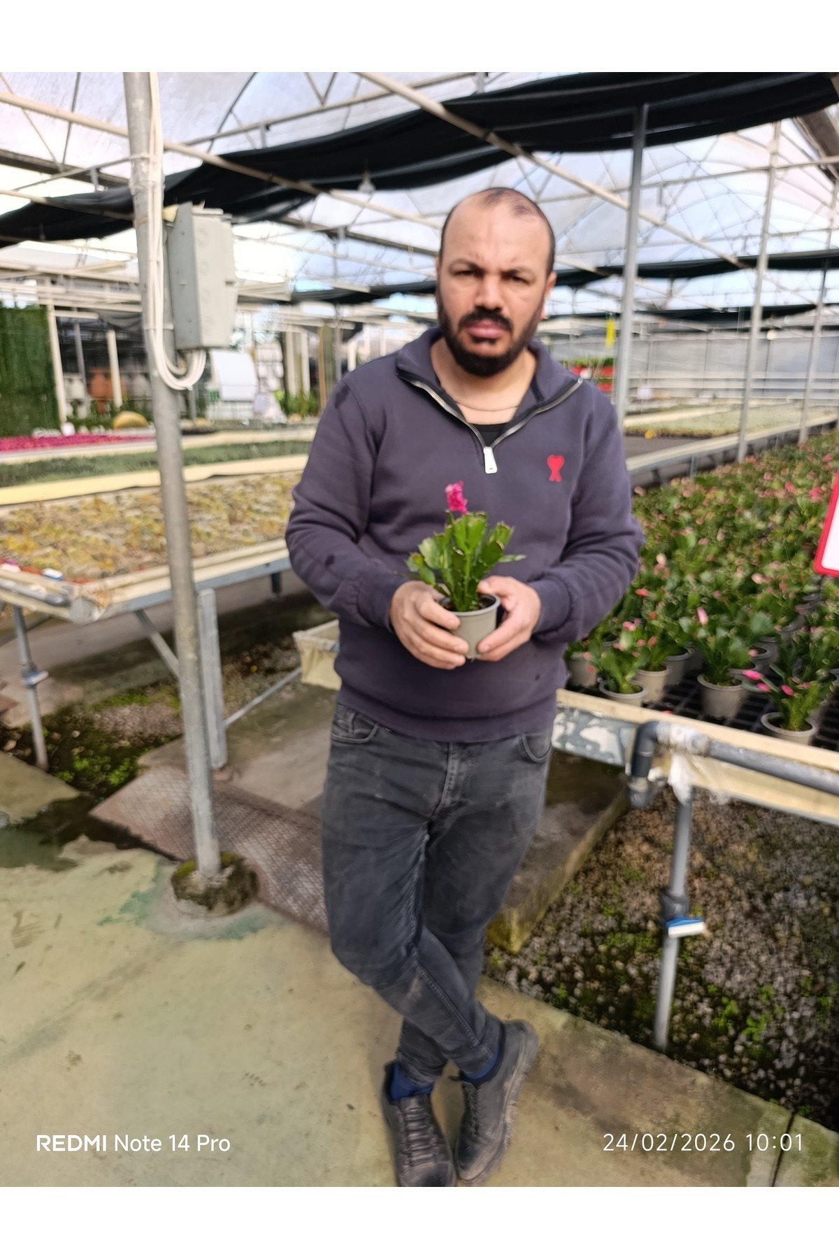 Çok Köklü Yılbaşı Çiçeği Canlı – Pembe Çiçekli Schlumbergera, Dekoratif Salon Saksı Bitkisi