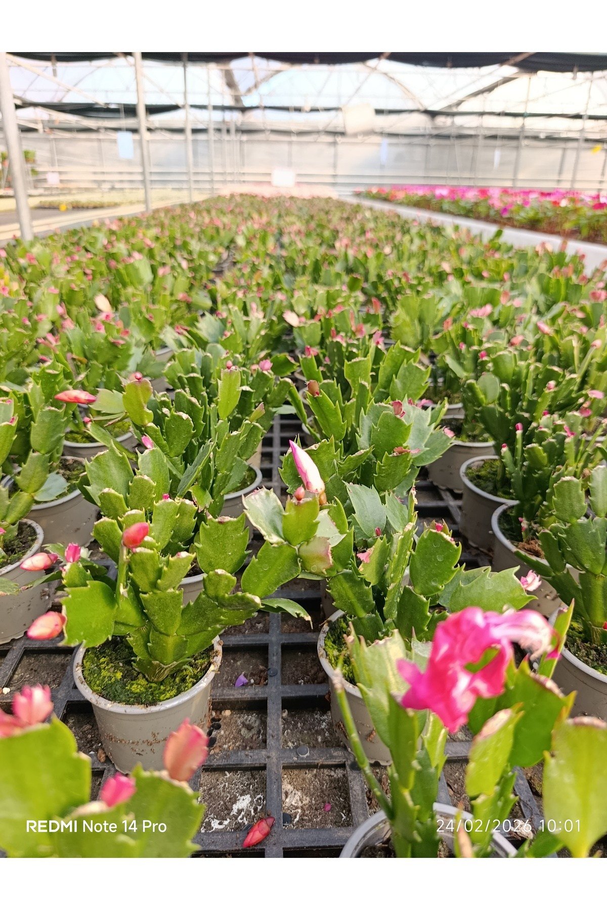 Çok Köklü Yılbaşı Çiçeği Canlı – Pembe Çiçekli Schlumbergera, Dekoratif Salon Saksı Bitkisi
