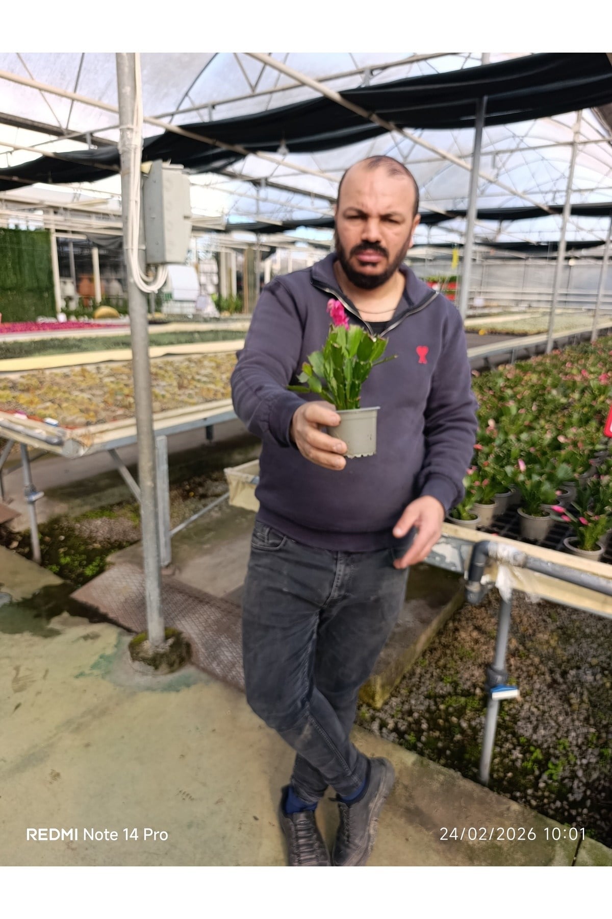 Çok Köklü Yılbaşı Çiçeği Canlı – Pembe Çiçekli Schlumbergera, Dekoratif Salon Saksı Bitkisi