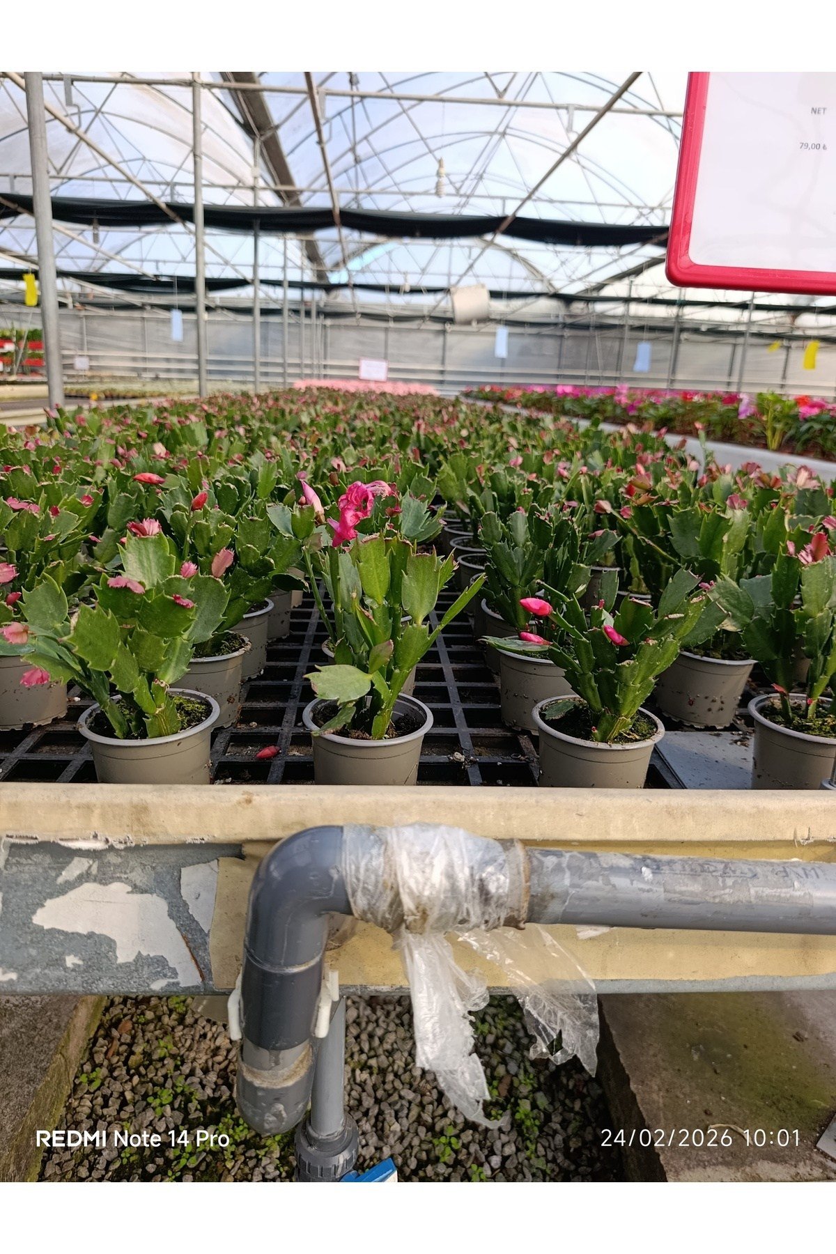 Çok Köklü Yılbaşı Çiçeği Canlı – Pembe Çiçekli Schlumbergera, Dekoratif Salon Saksı Bitkisi