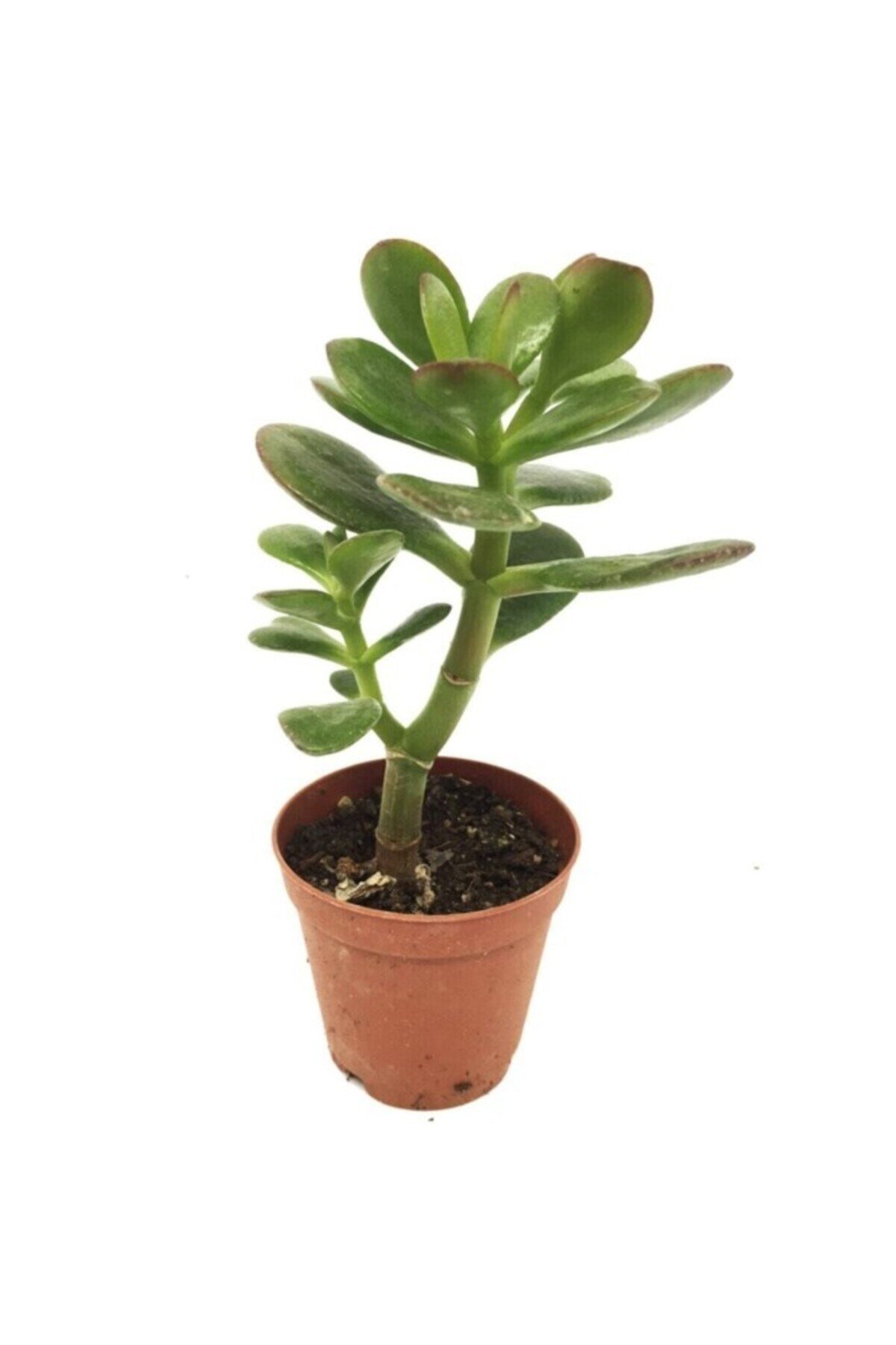 Crassula Feng Shui Para Ağacı Fidanı 10-20 cm