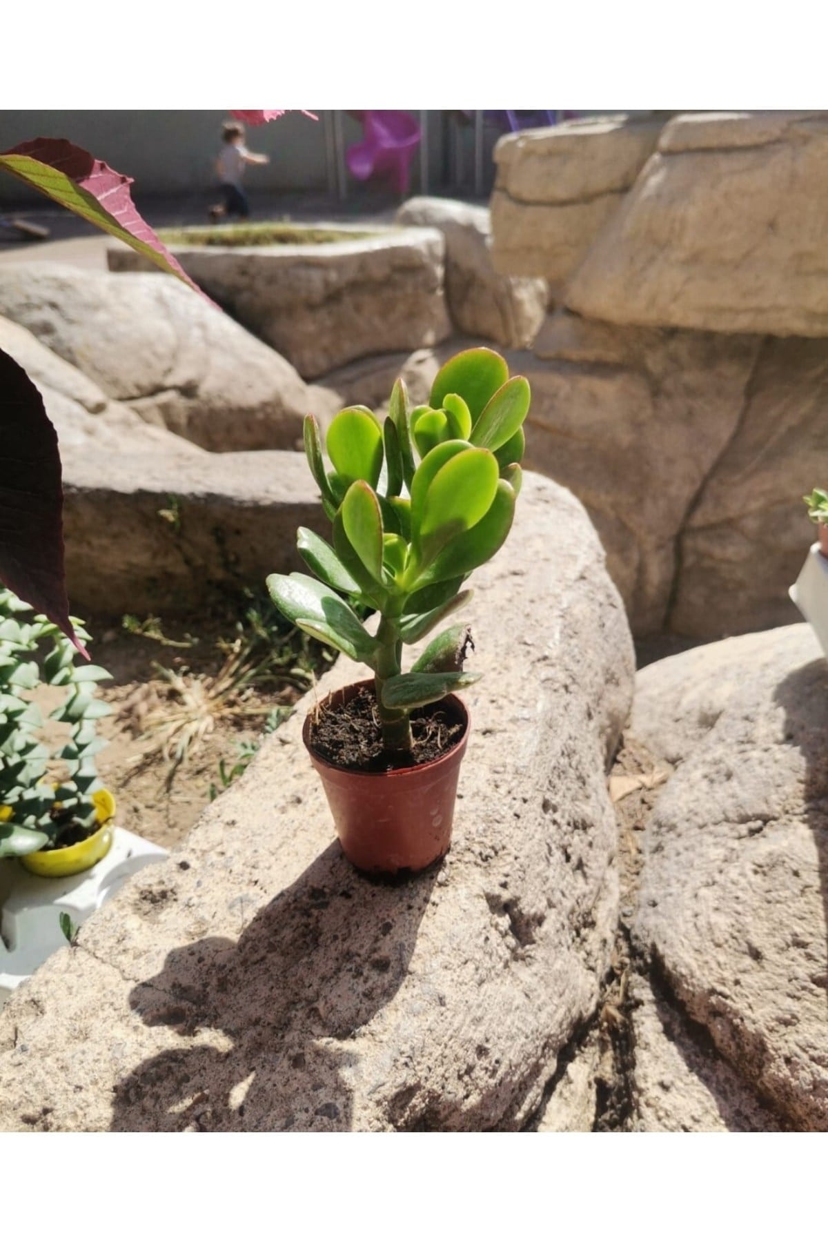 Crassula Feng Shui Para Ağacı Kaktüs & Skulent (1 ADET)