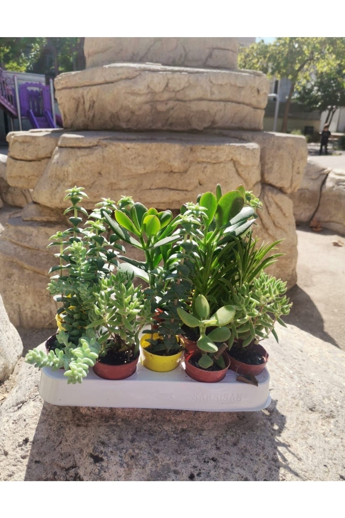 Crassula Feng Shui Para Ağacı Kaktüs & Skulent (1 ADET)