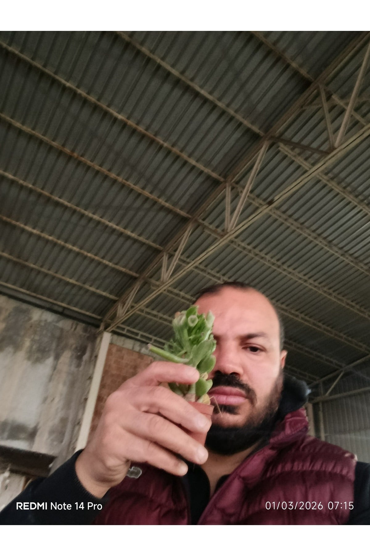 Crassula Gollum Shrek Kulaklı Para Çiçeği Sukulent
