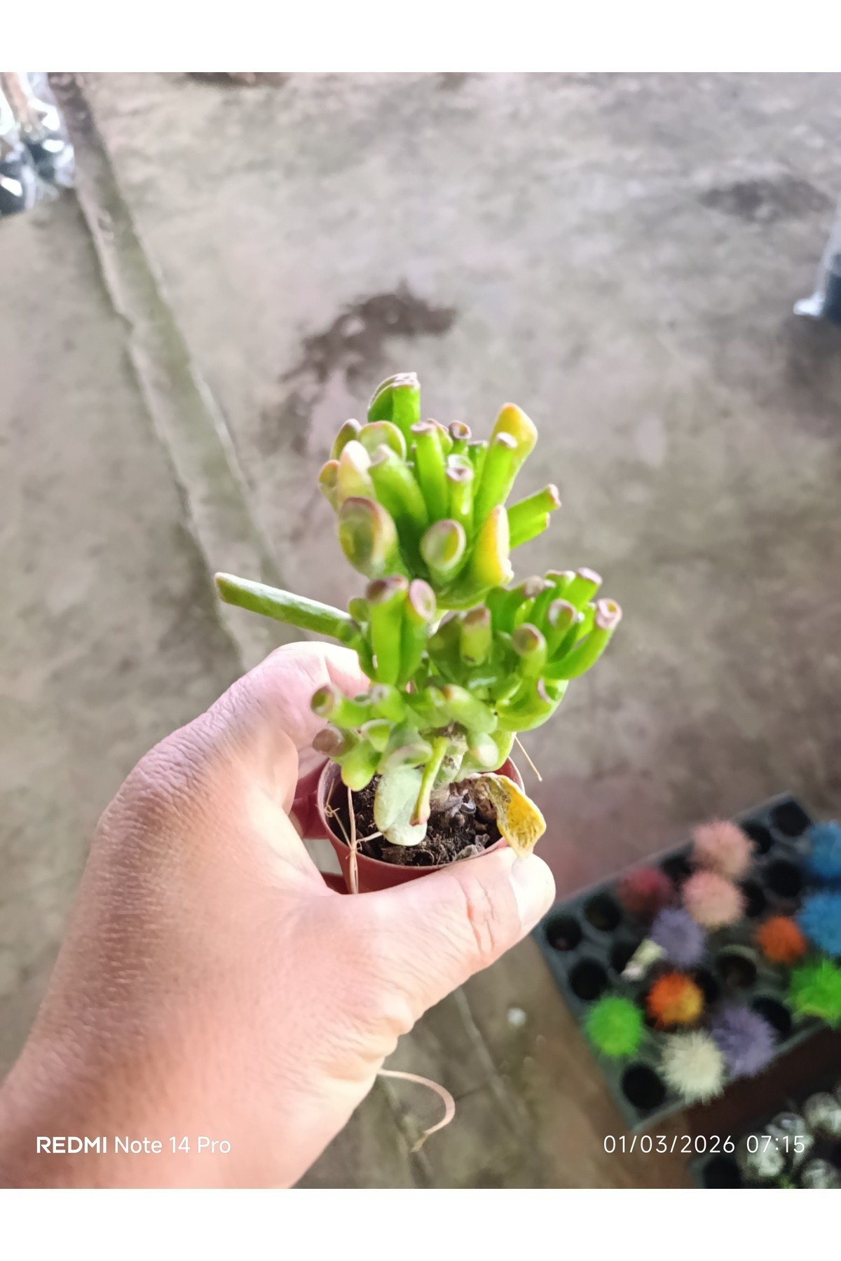 Crassula Gollum Shrek Kulaklı Para Çiçeği Sukulent